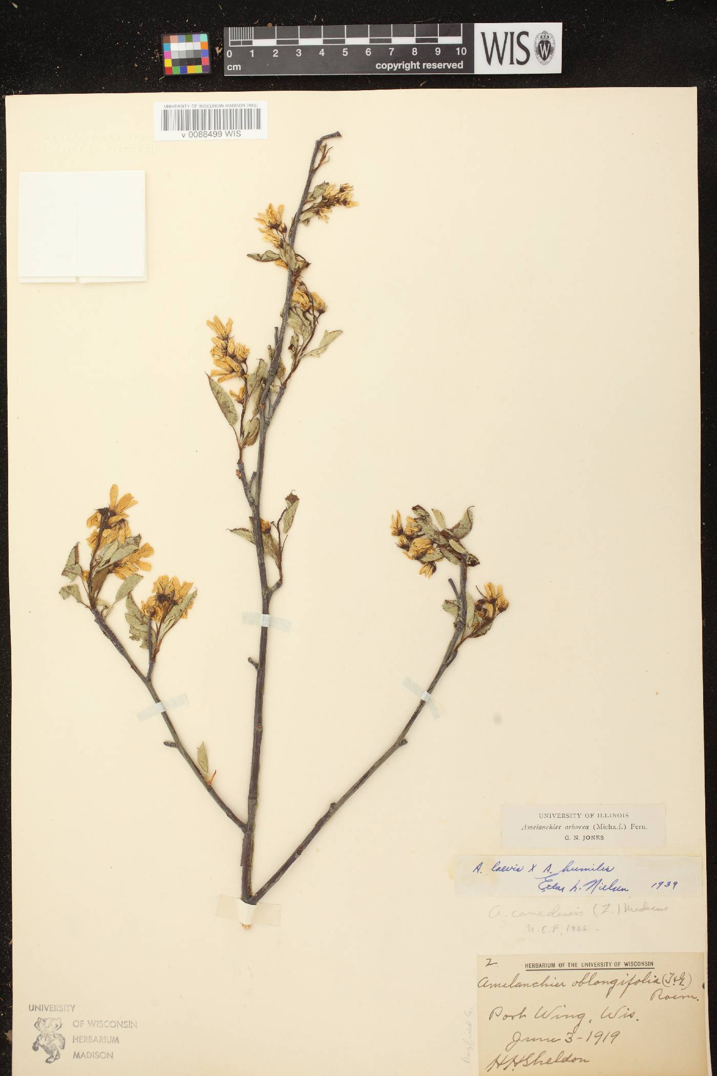 Amelanchier arborea image