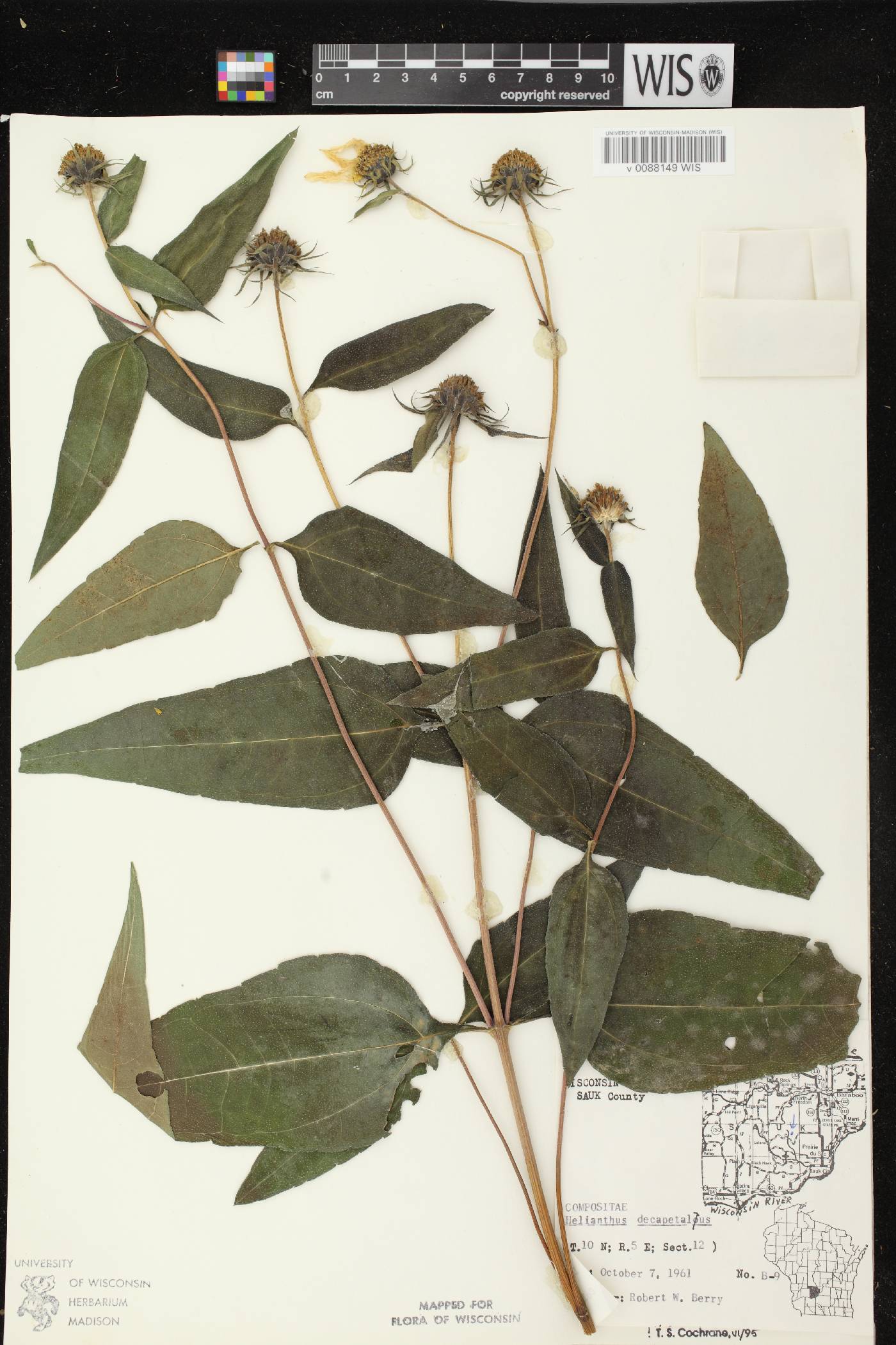 Helianthus decapetalus image