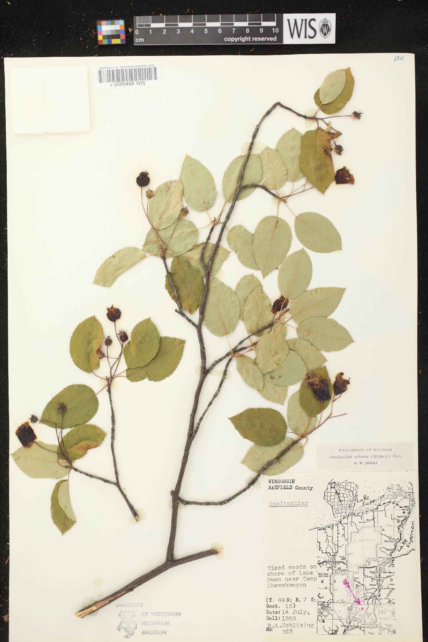 Amelanchier arborea image