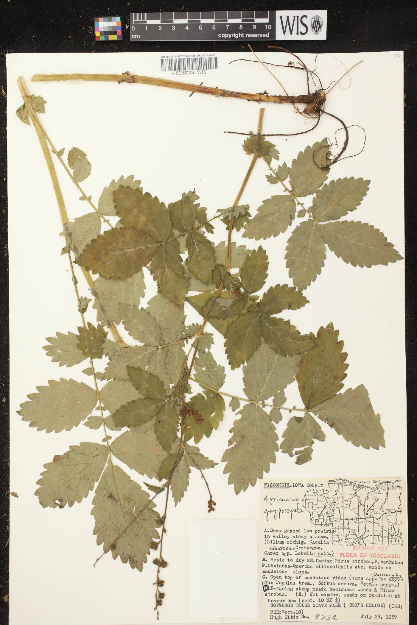 Agrimonia gryposepala image