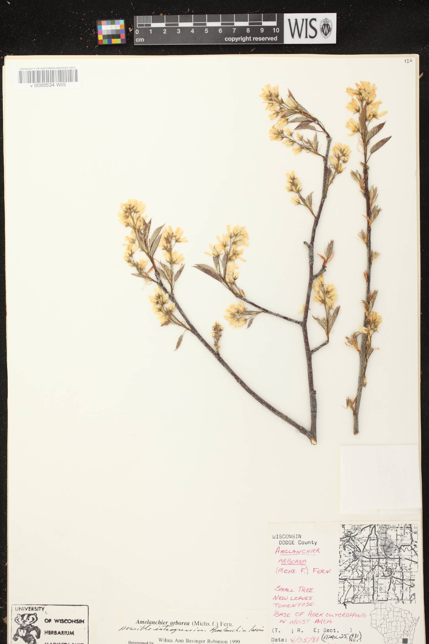 Amelanchier arborea image