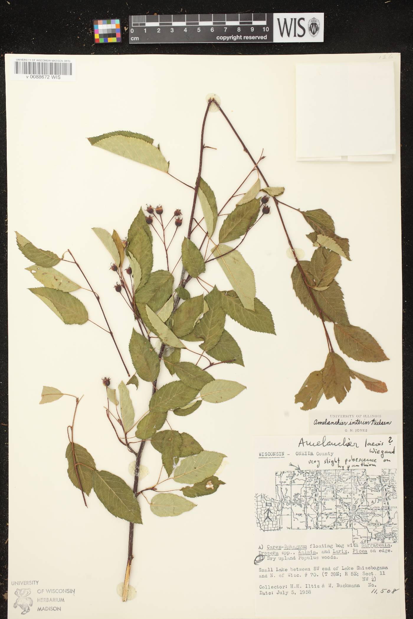 Amelanchier interior image