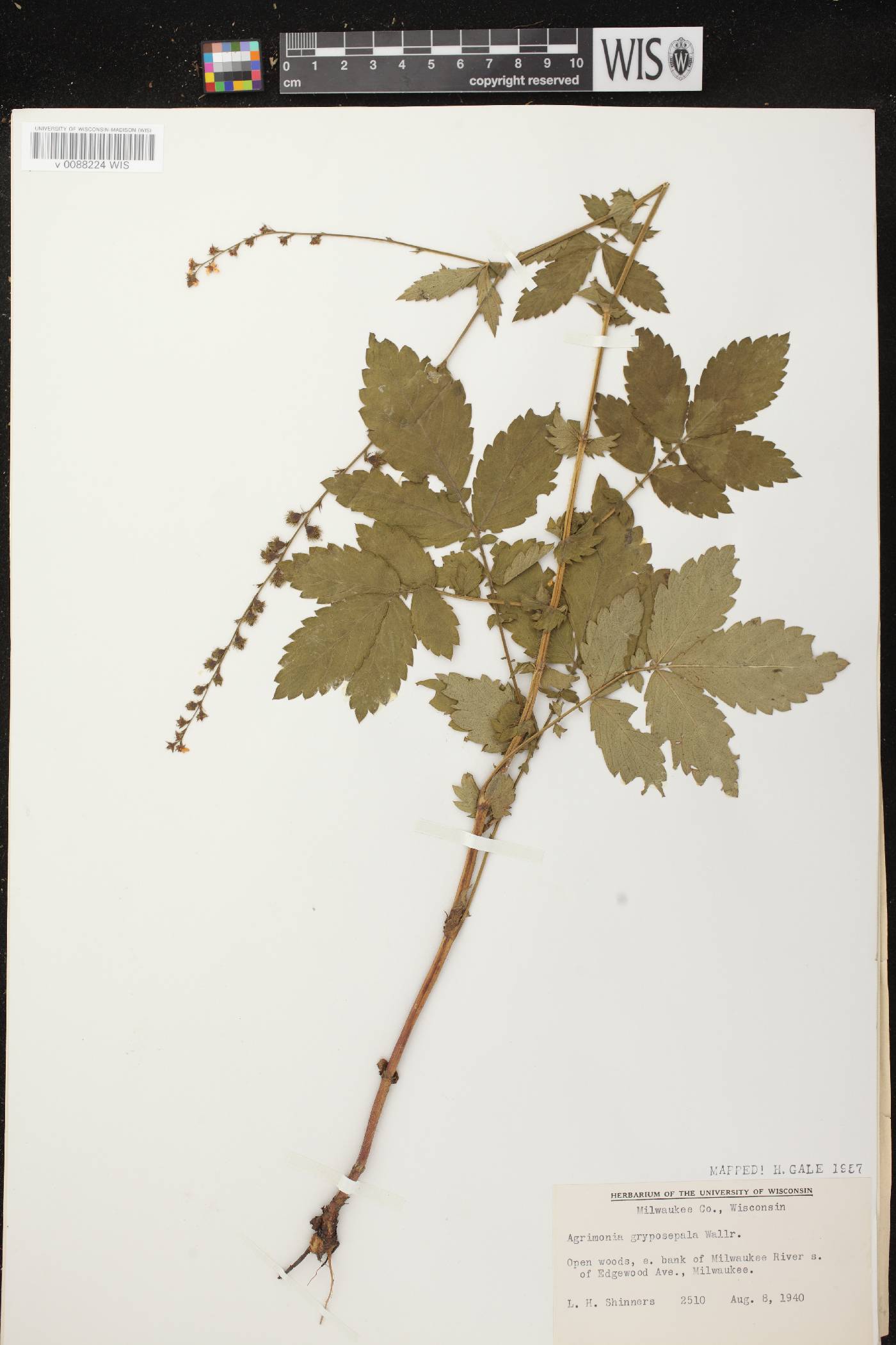 Agrimonia gryposepala image
