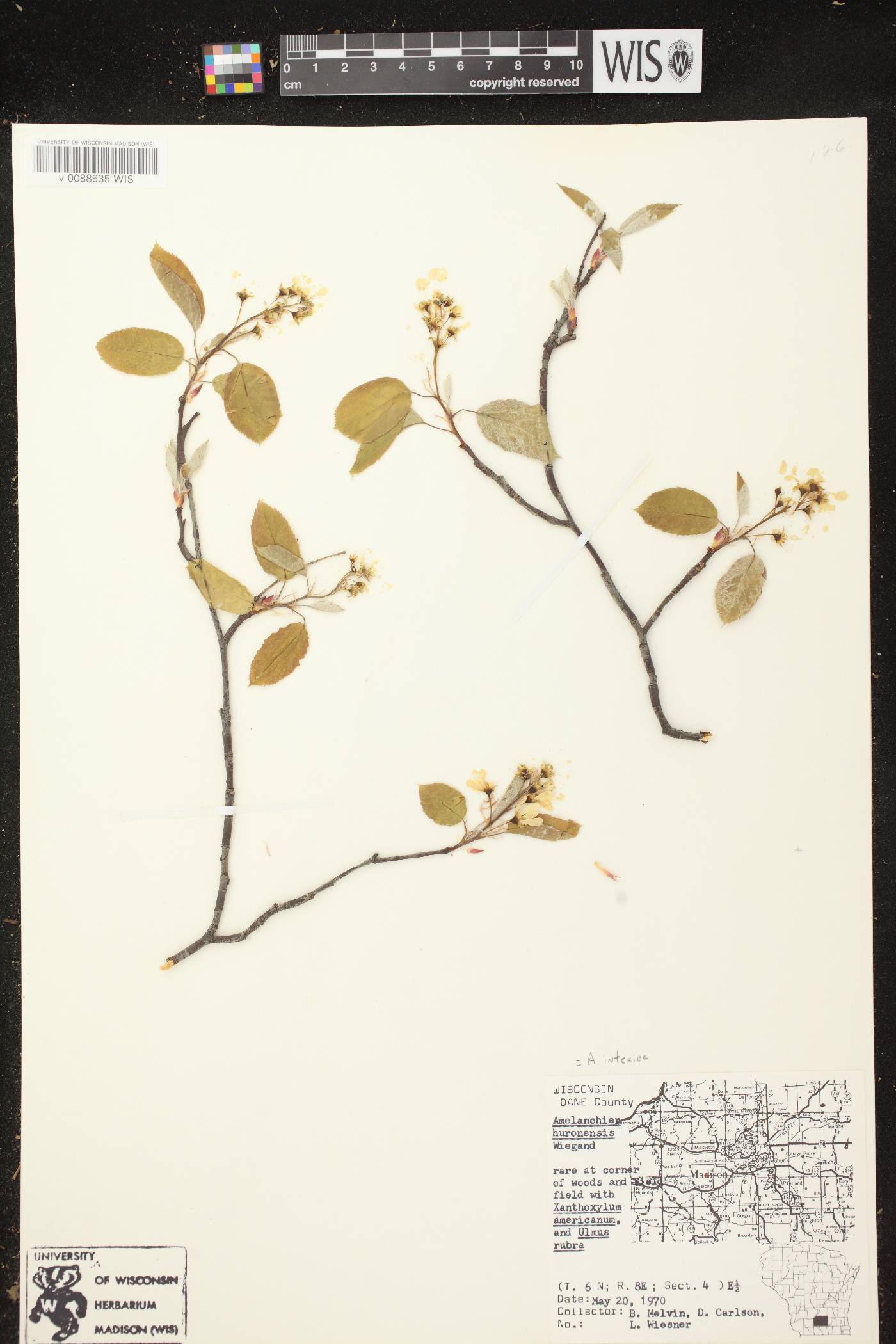 Amelanchier interior image
