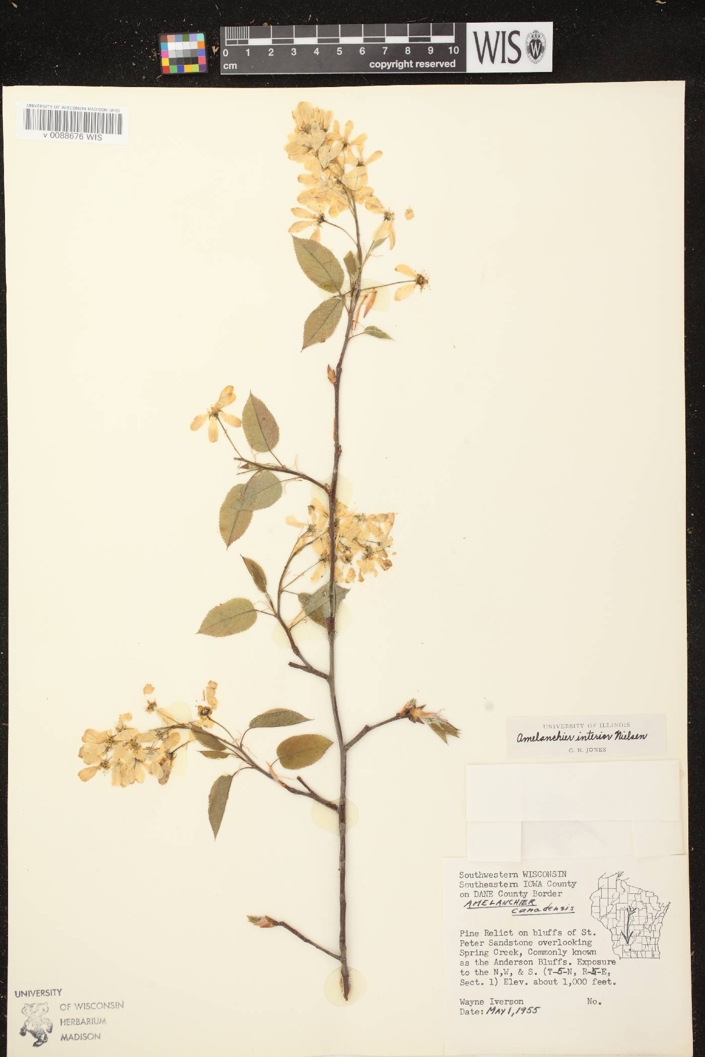 Amelanchier interior image