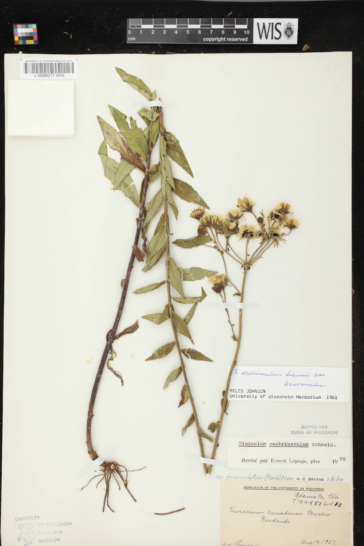 Hieracium umbellatum image
