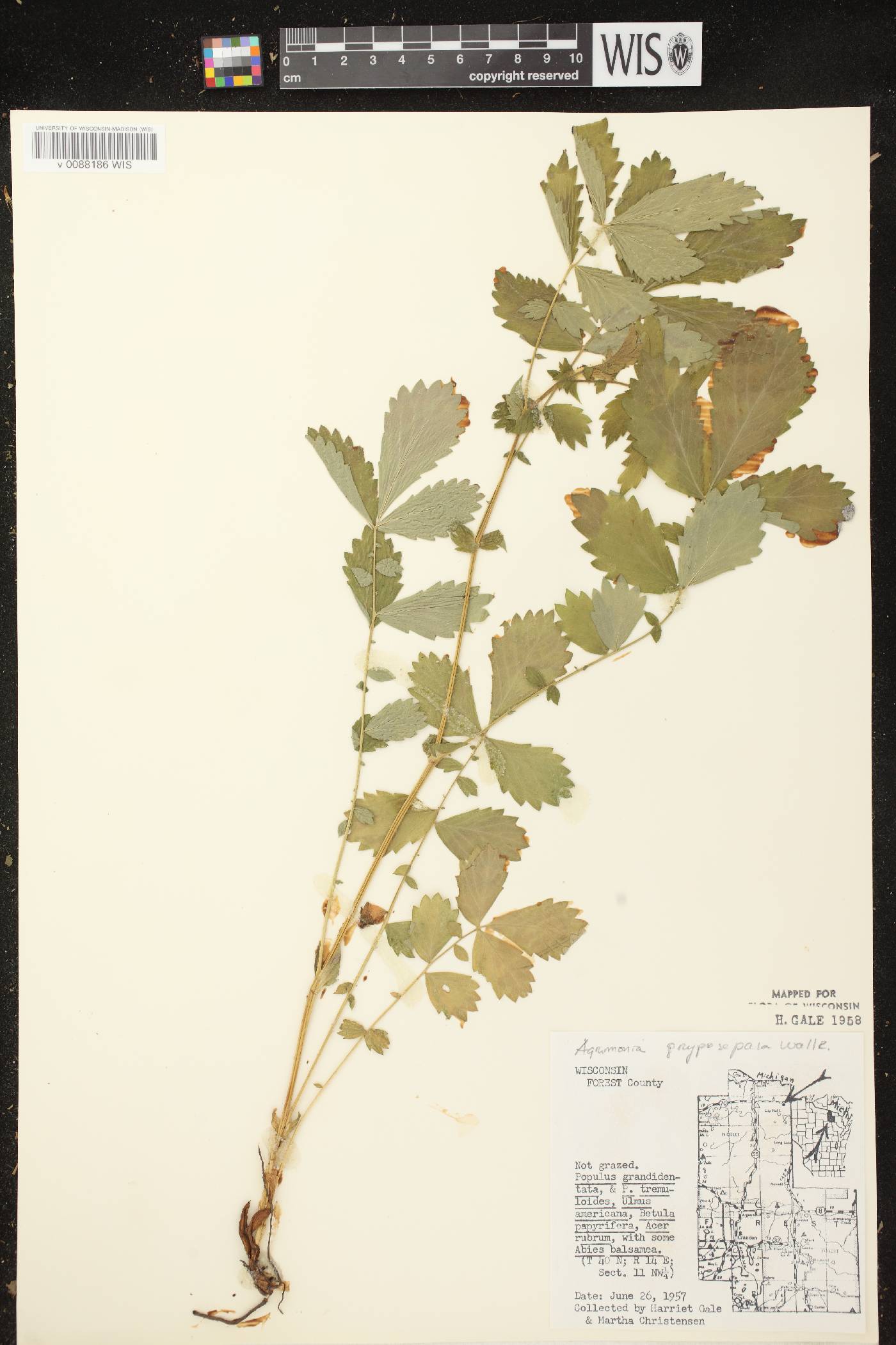 Agrimonia gryposepala image
