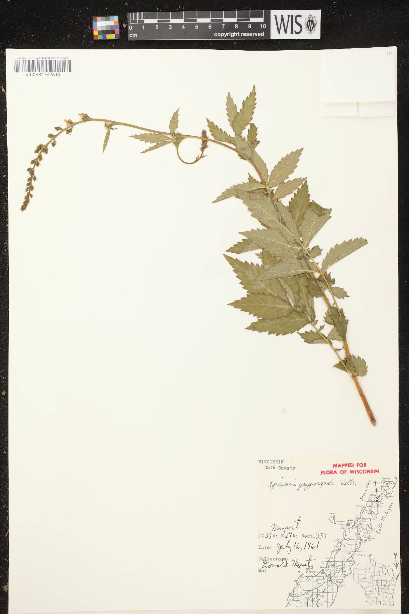 Agrimonia gryposepala image