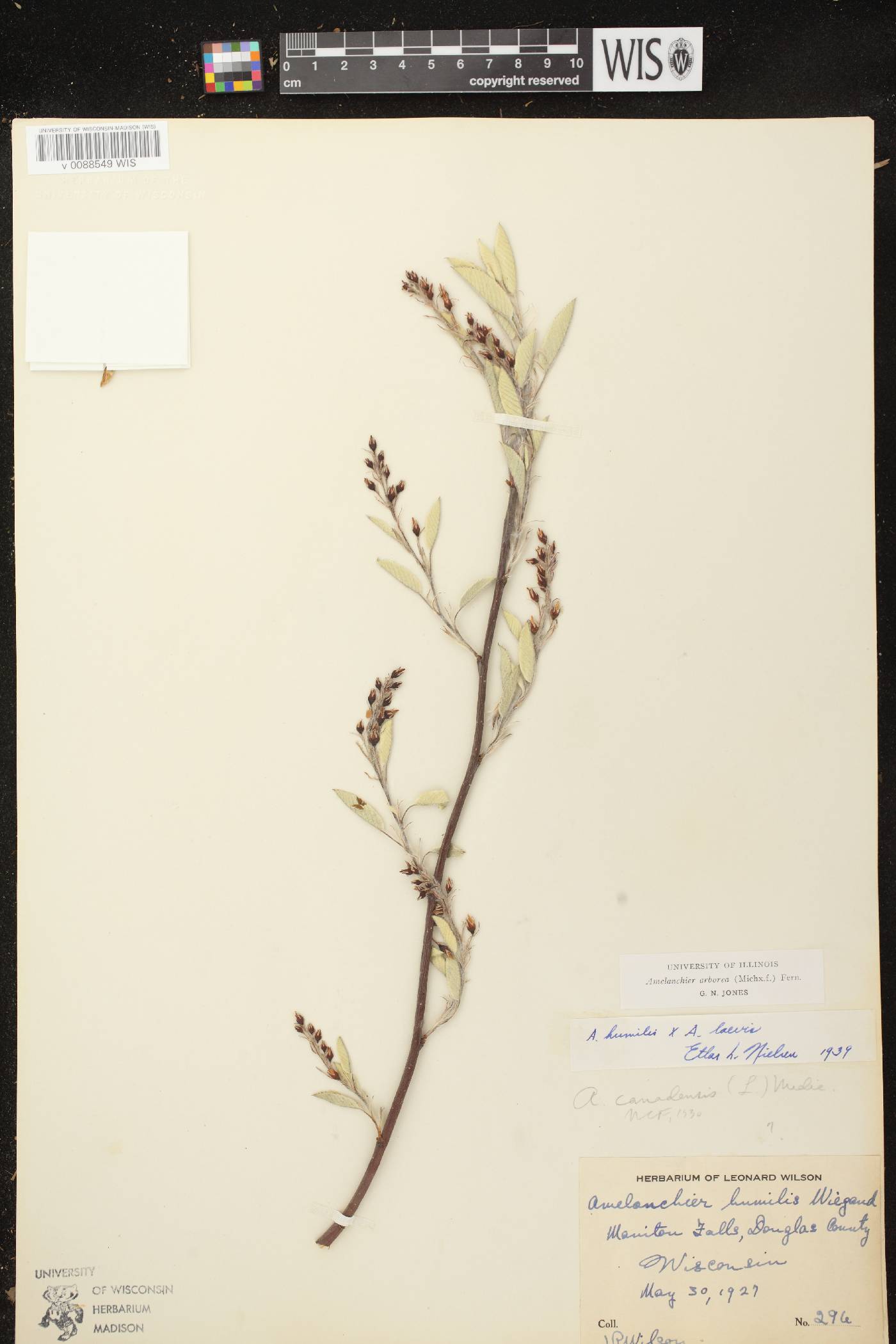 Amelanchier arborea image