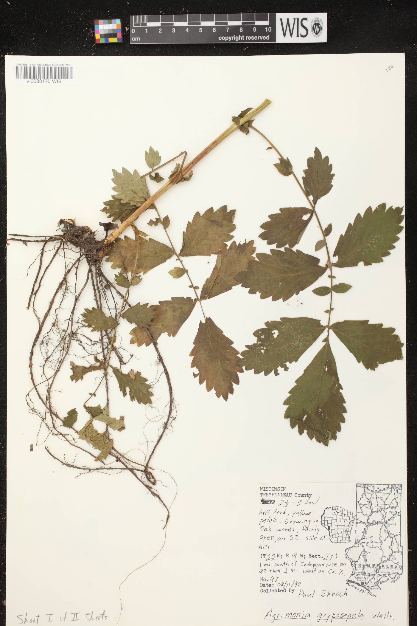 Agrimonia gryposepala image