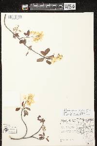Image of Amelanchier arborea x a. laevis