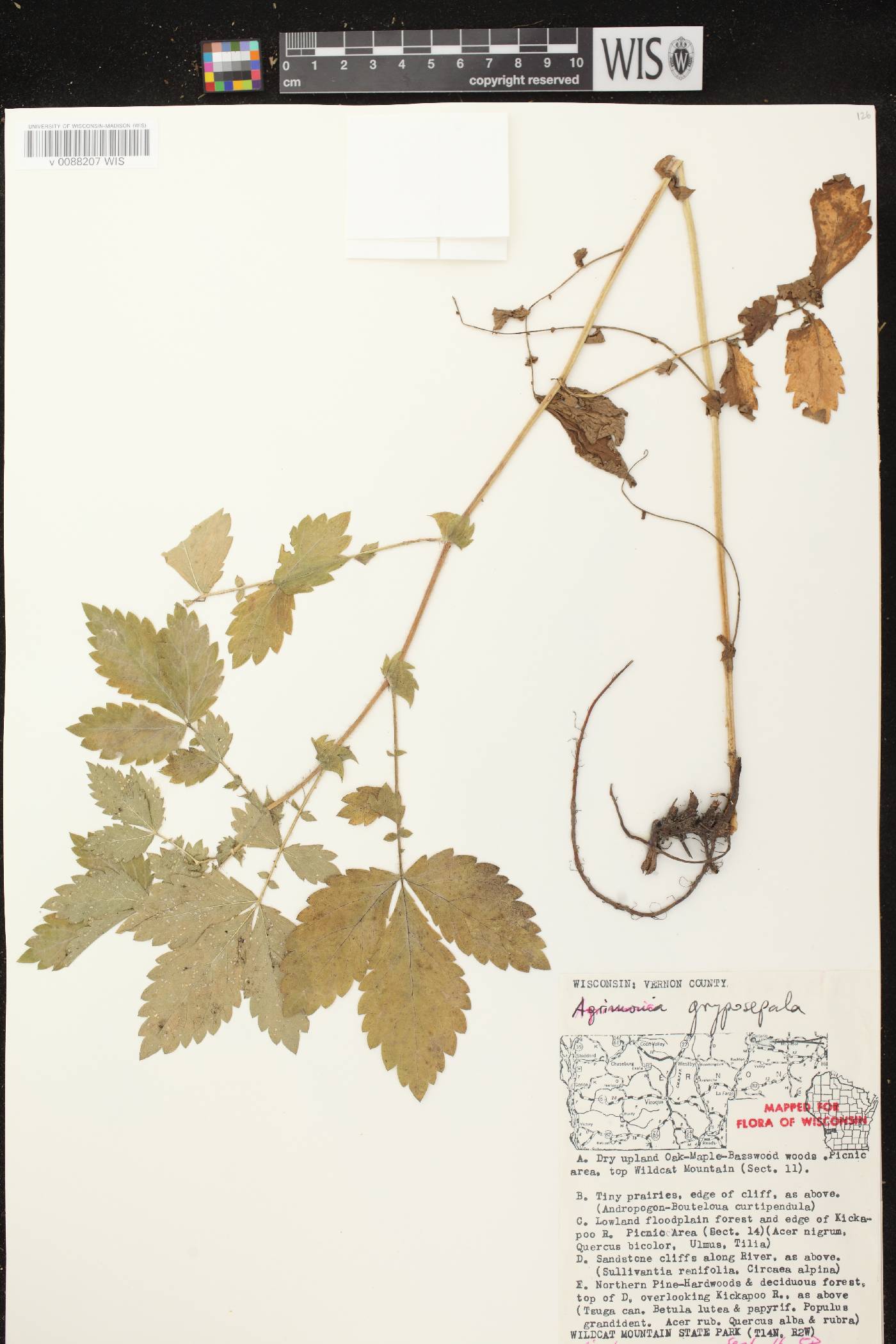 Agrimonia gryposepala image