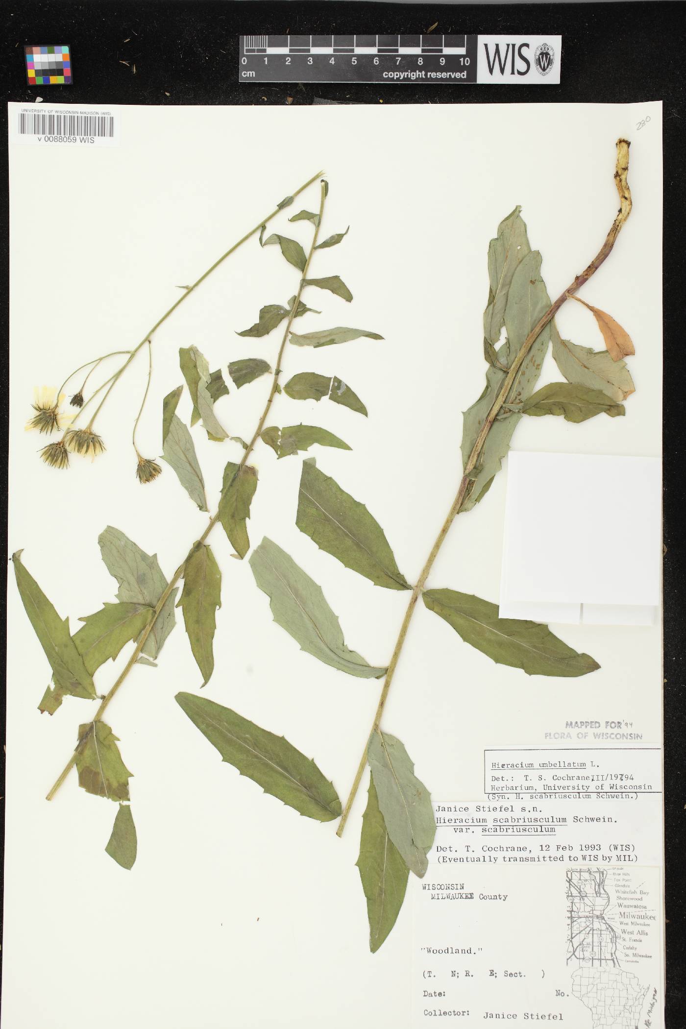 Hieracium umbellatum image