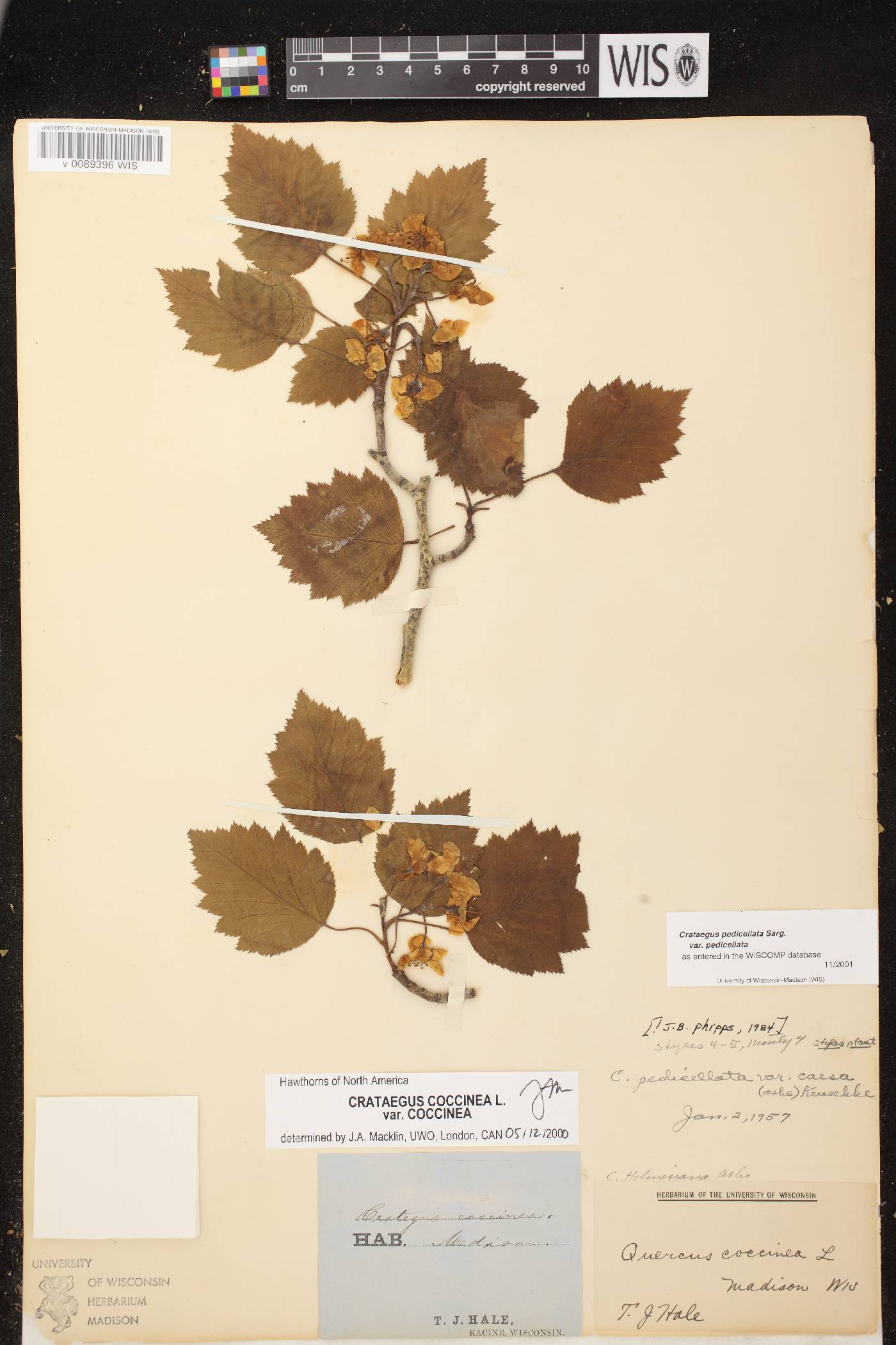 Crataegus coccinea var. coccinea image
