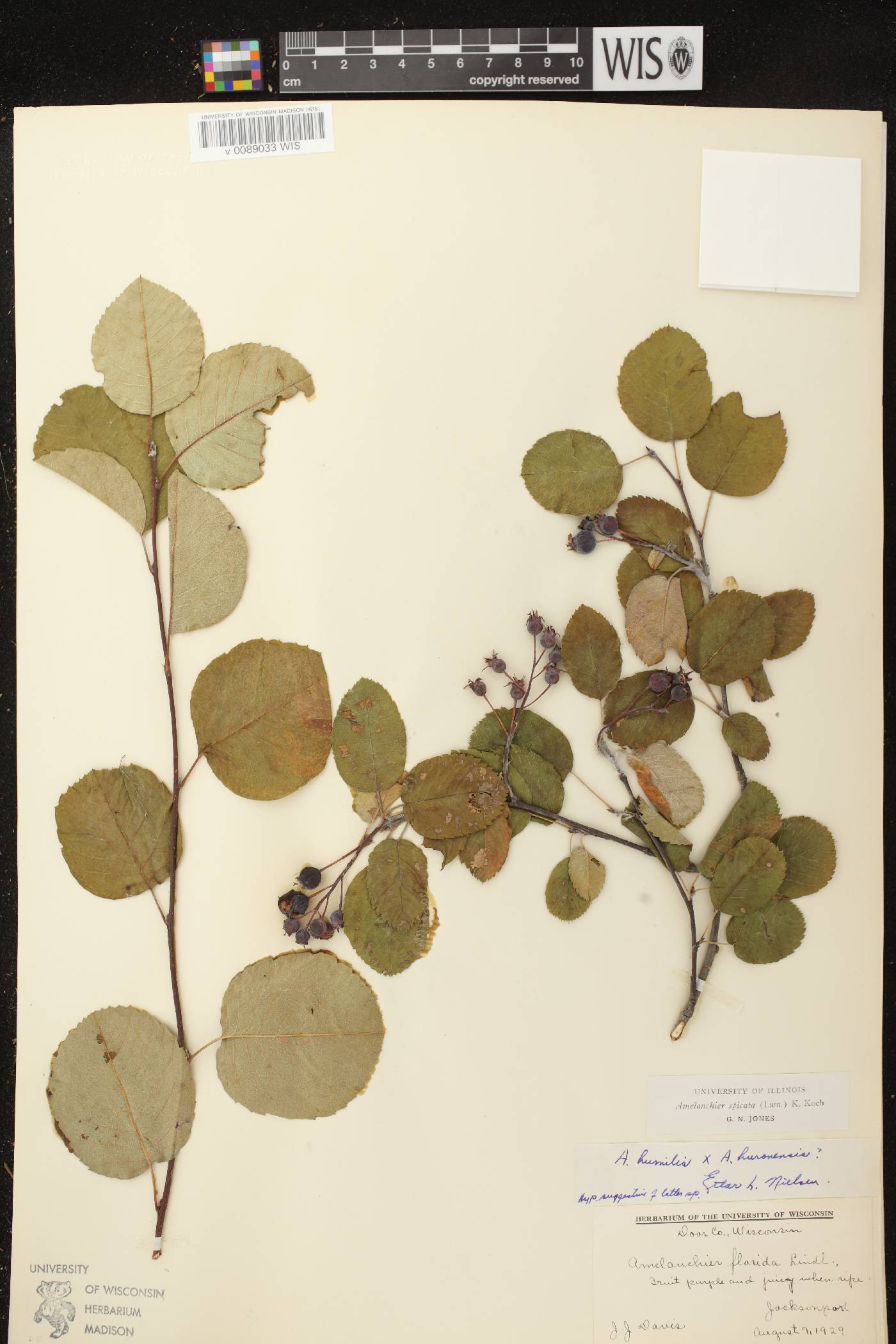 Amelanchier spicata image