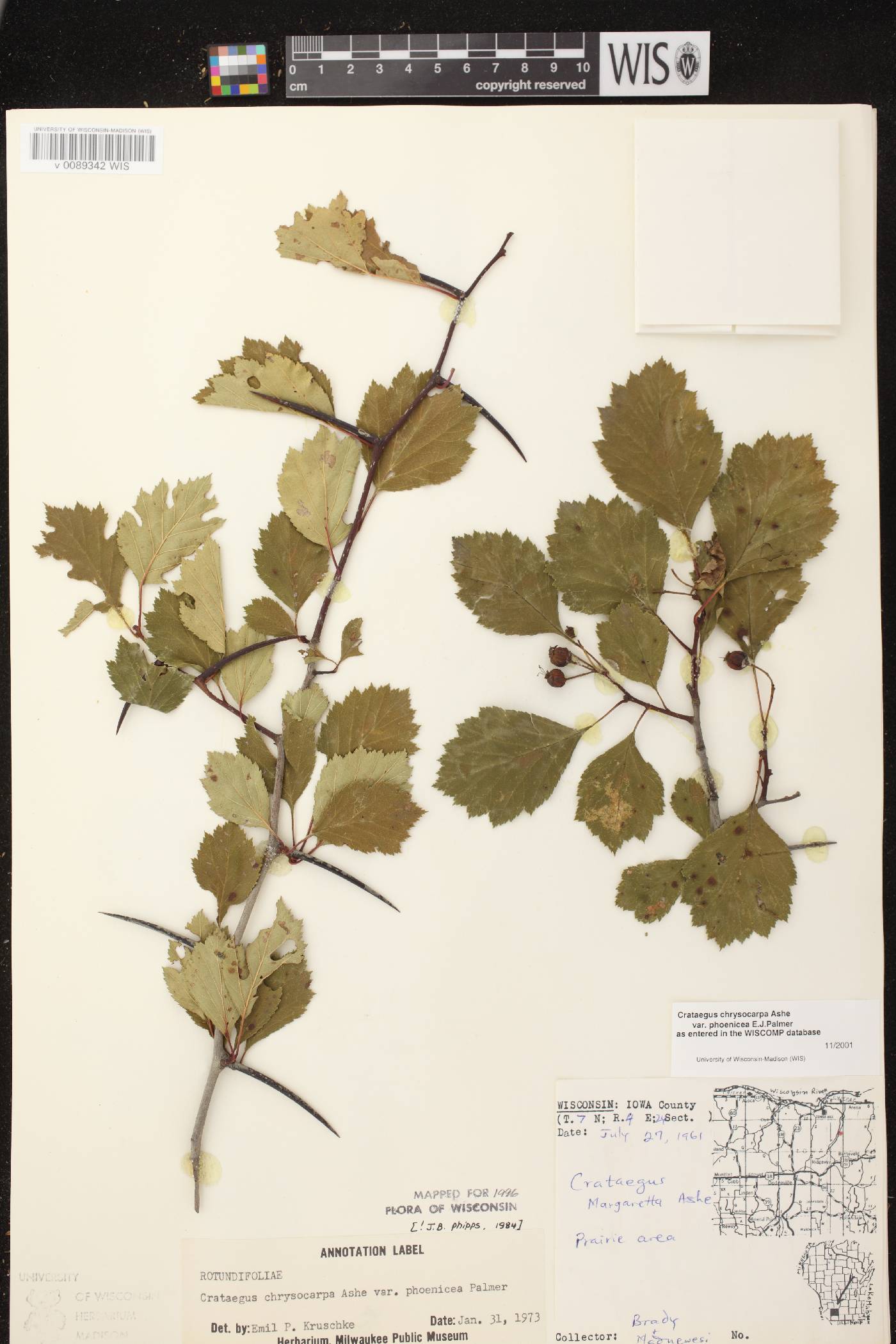 Crataegus chrysocarpa var. chrysocarpa image