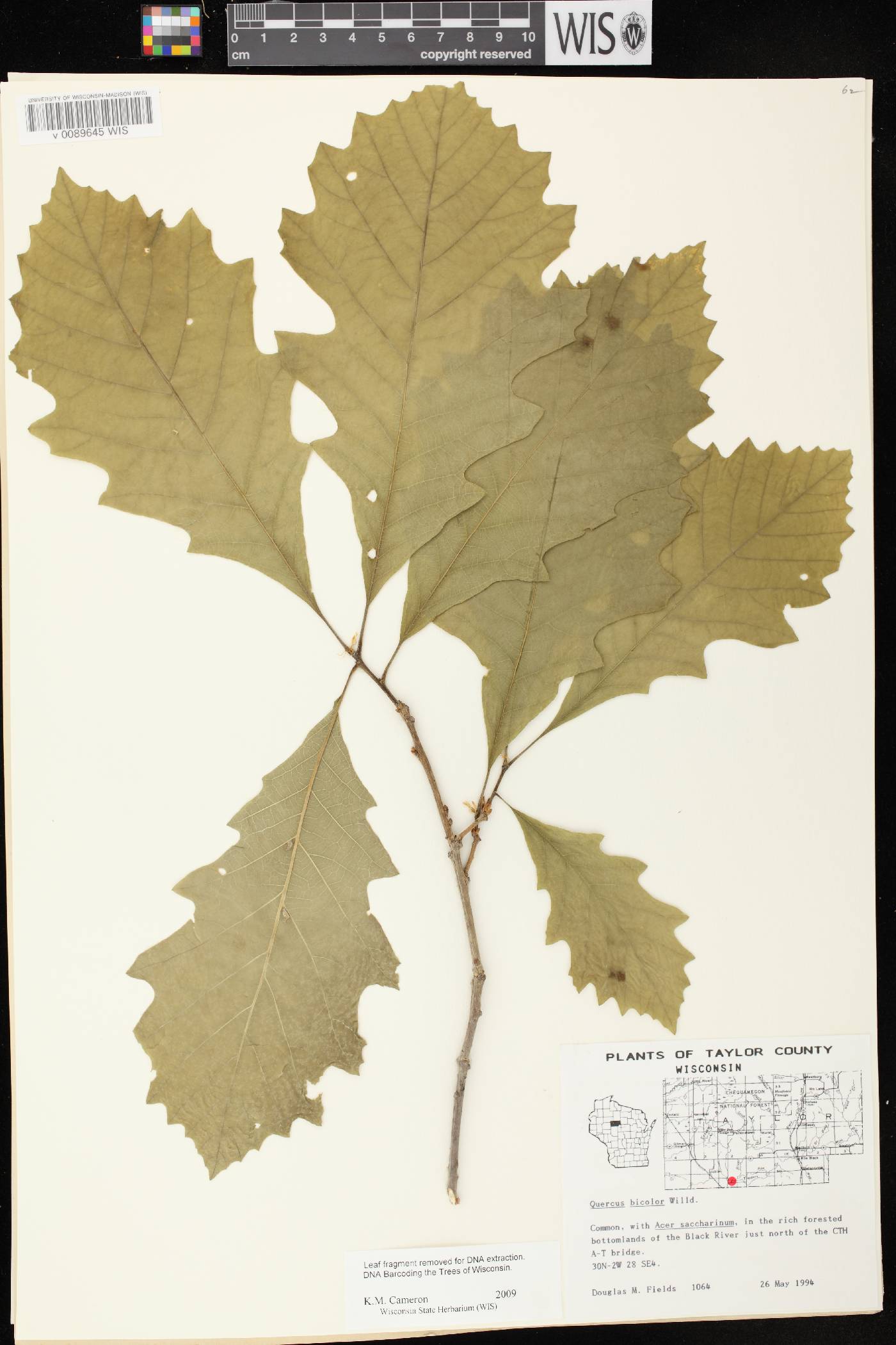 Quercus bicolor image