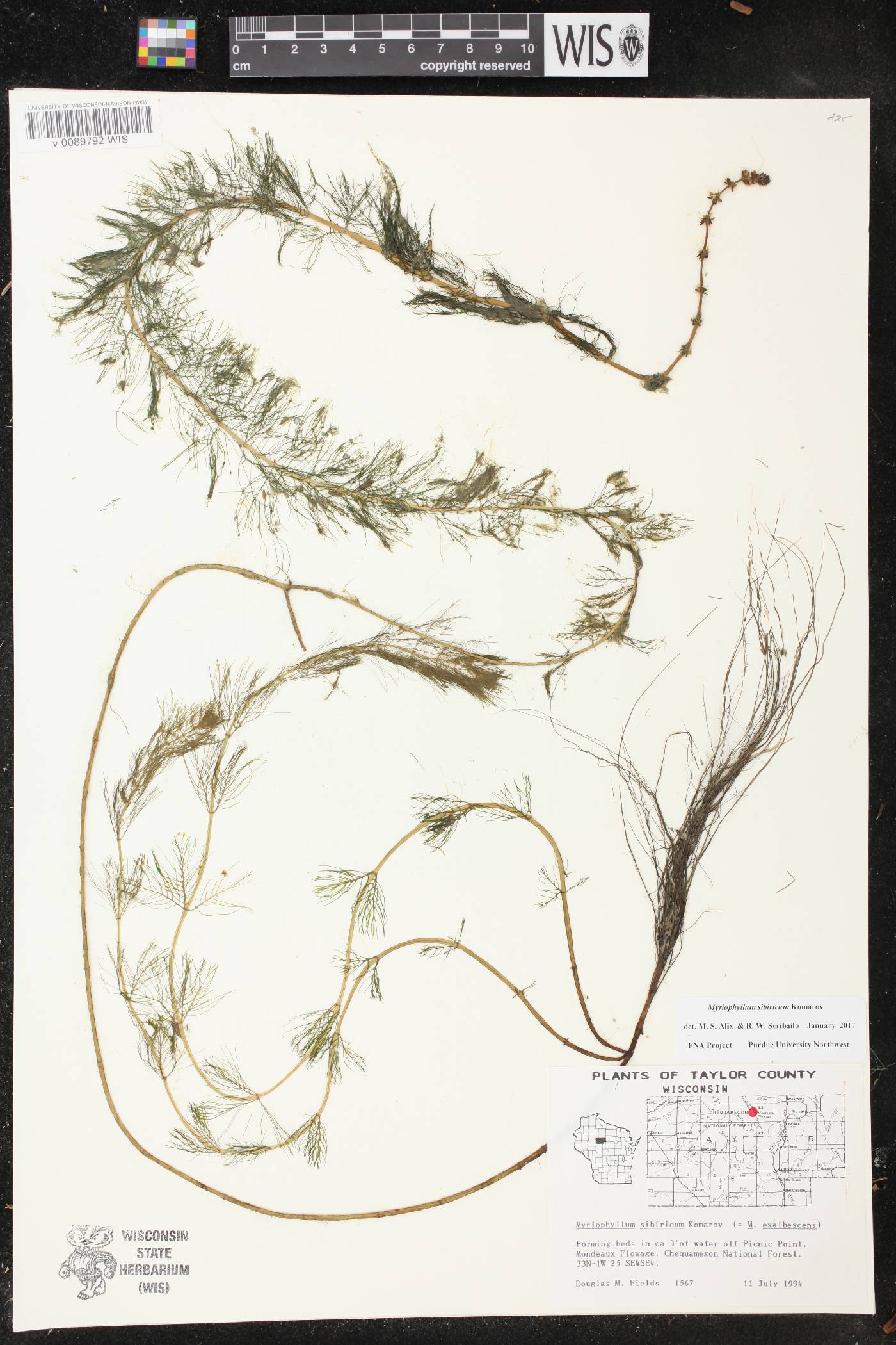 Myriophyllum sibiricum image