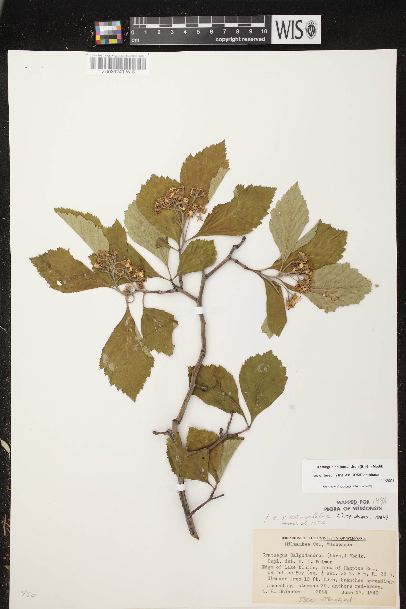 Crataegus calpodendron image
