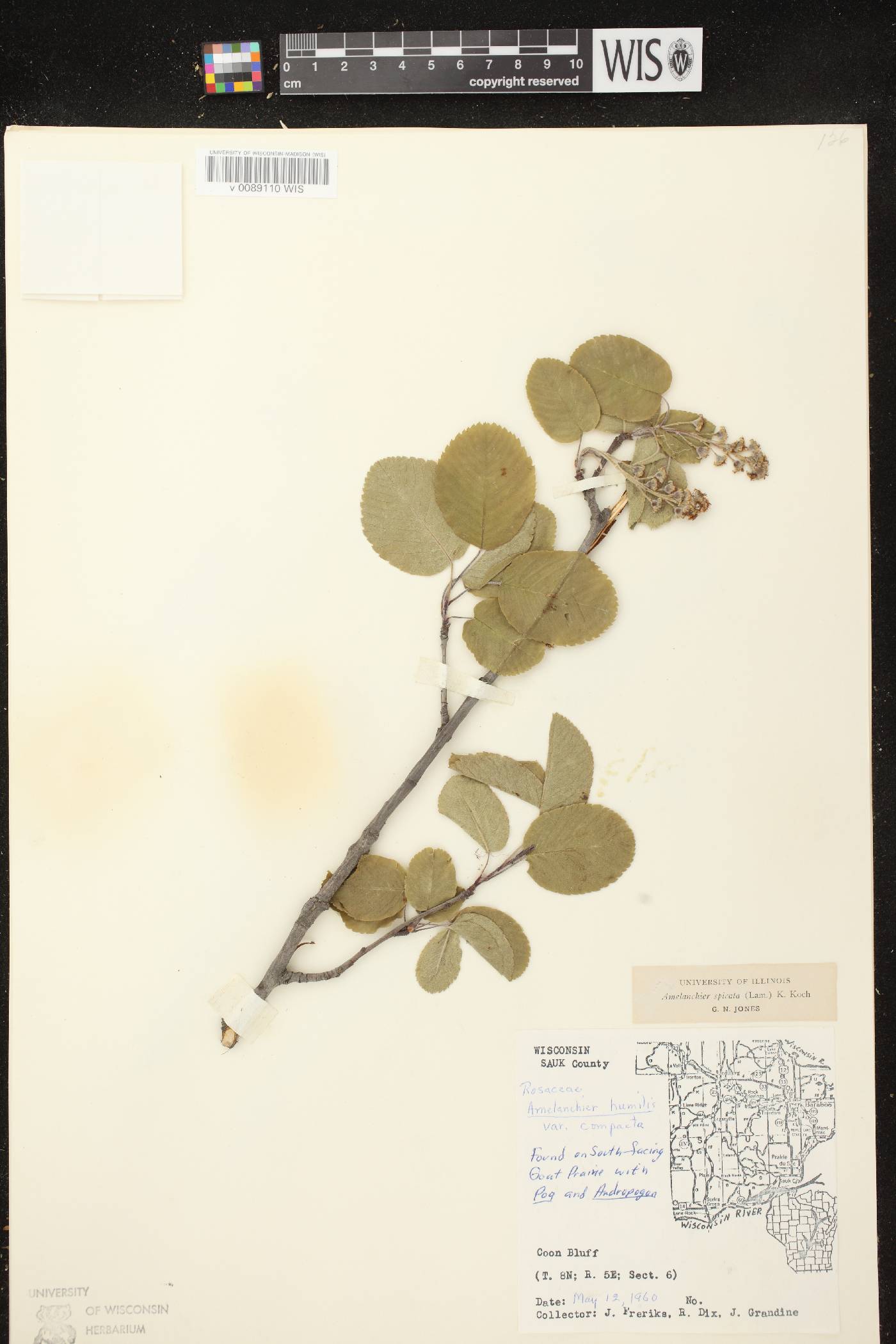 Amelanchier spicata image