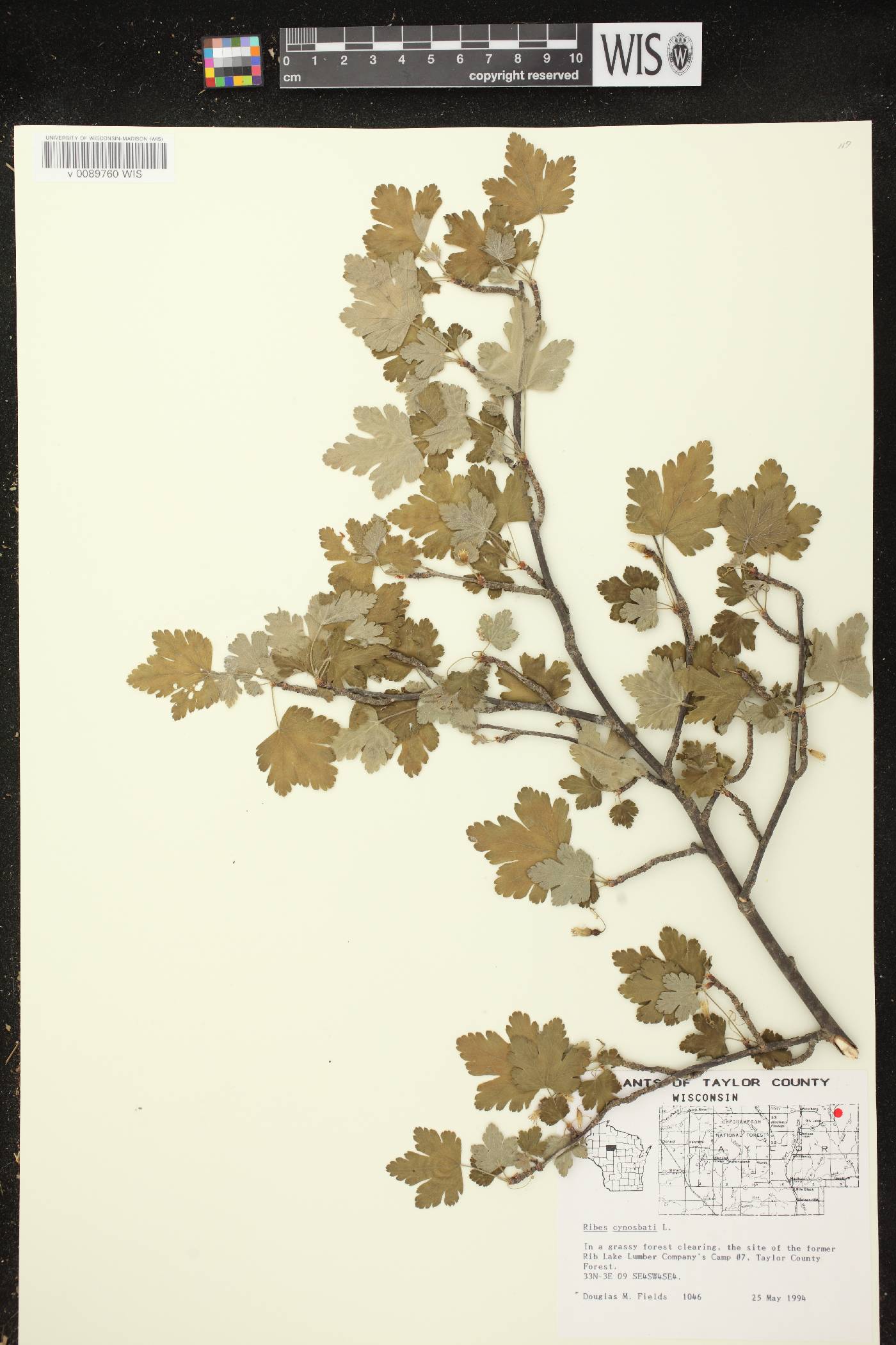 Ribes cynosbati image