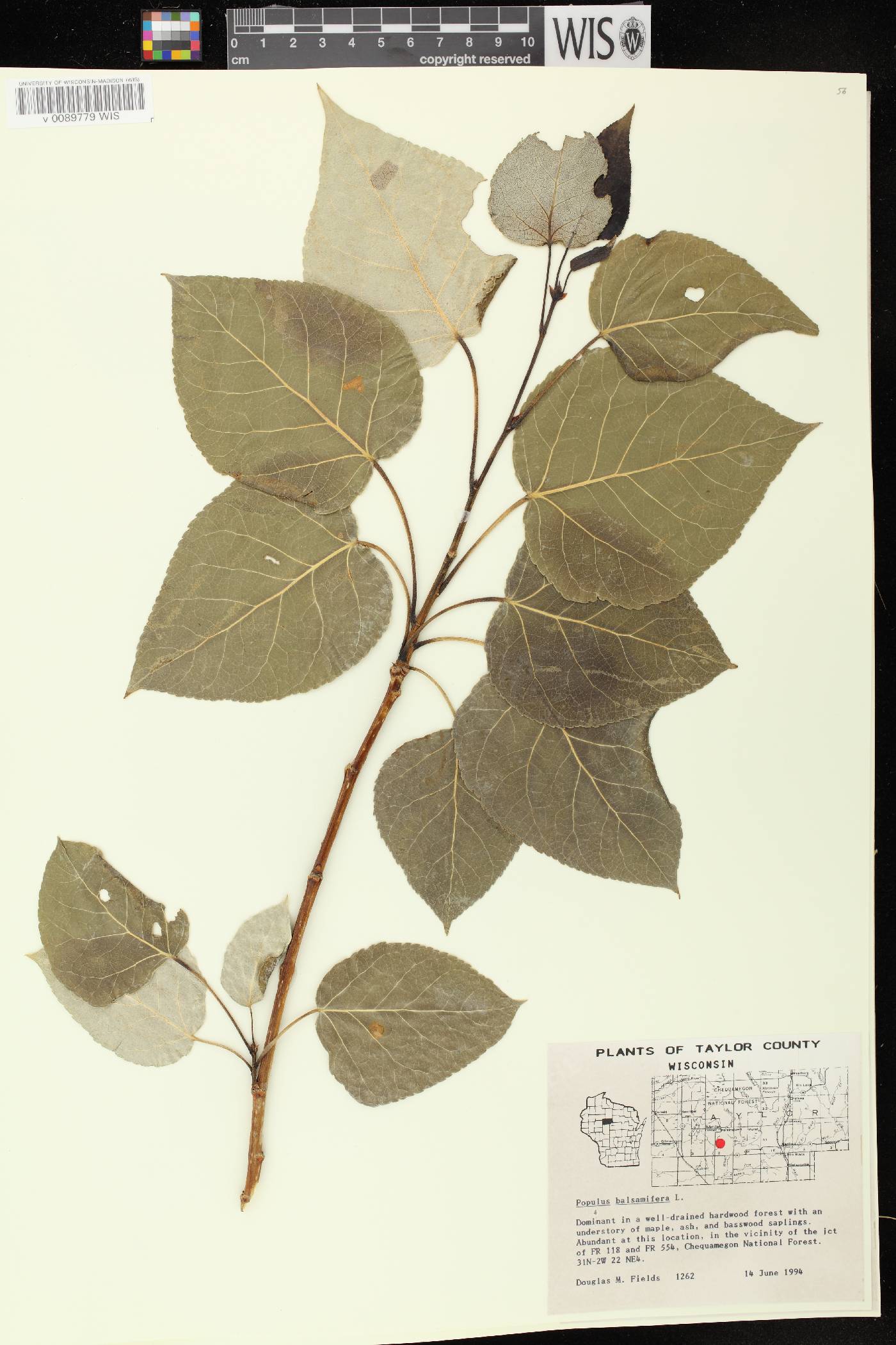 Populus balsamifera image