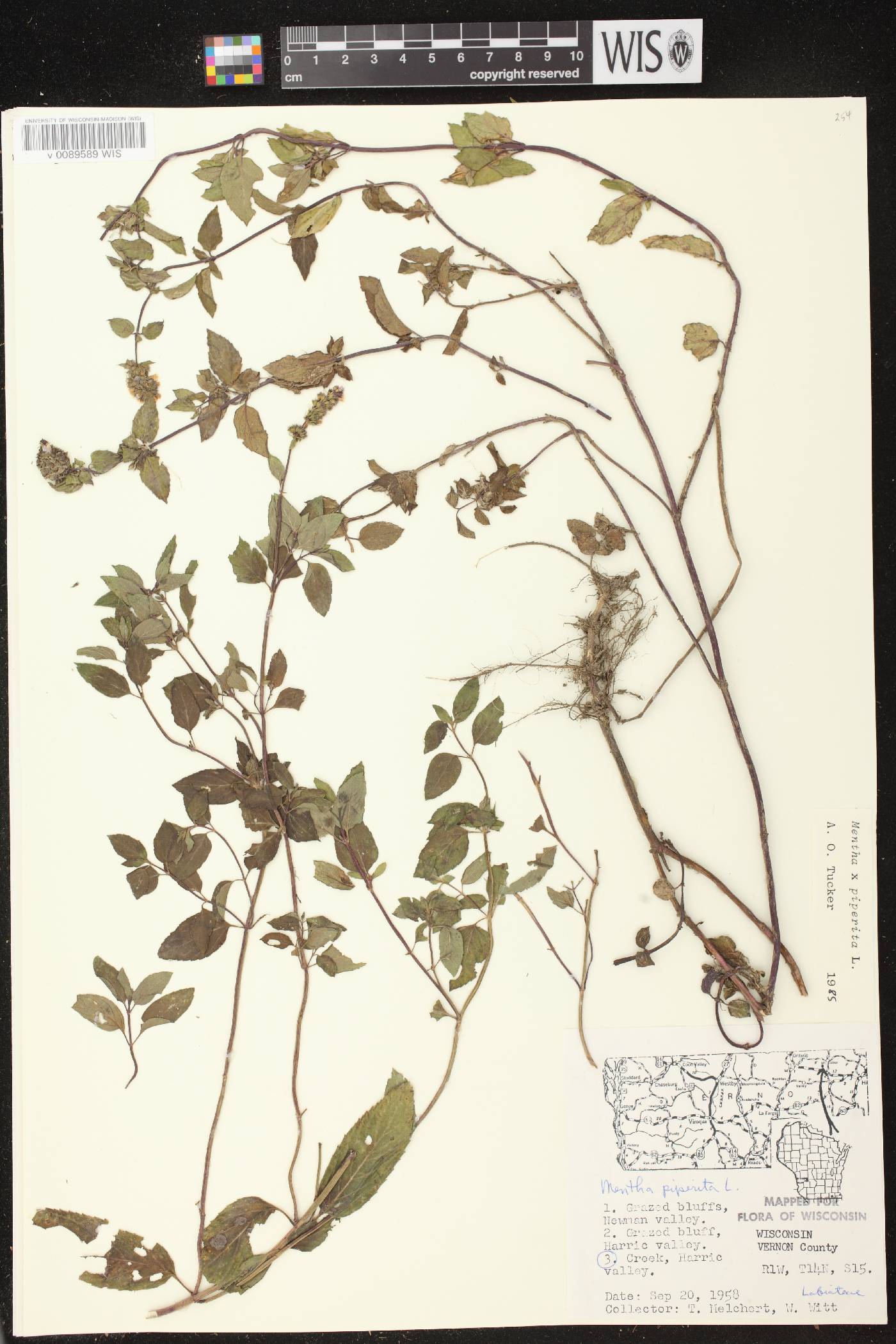 Mentha X piperita image