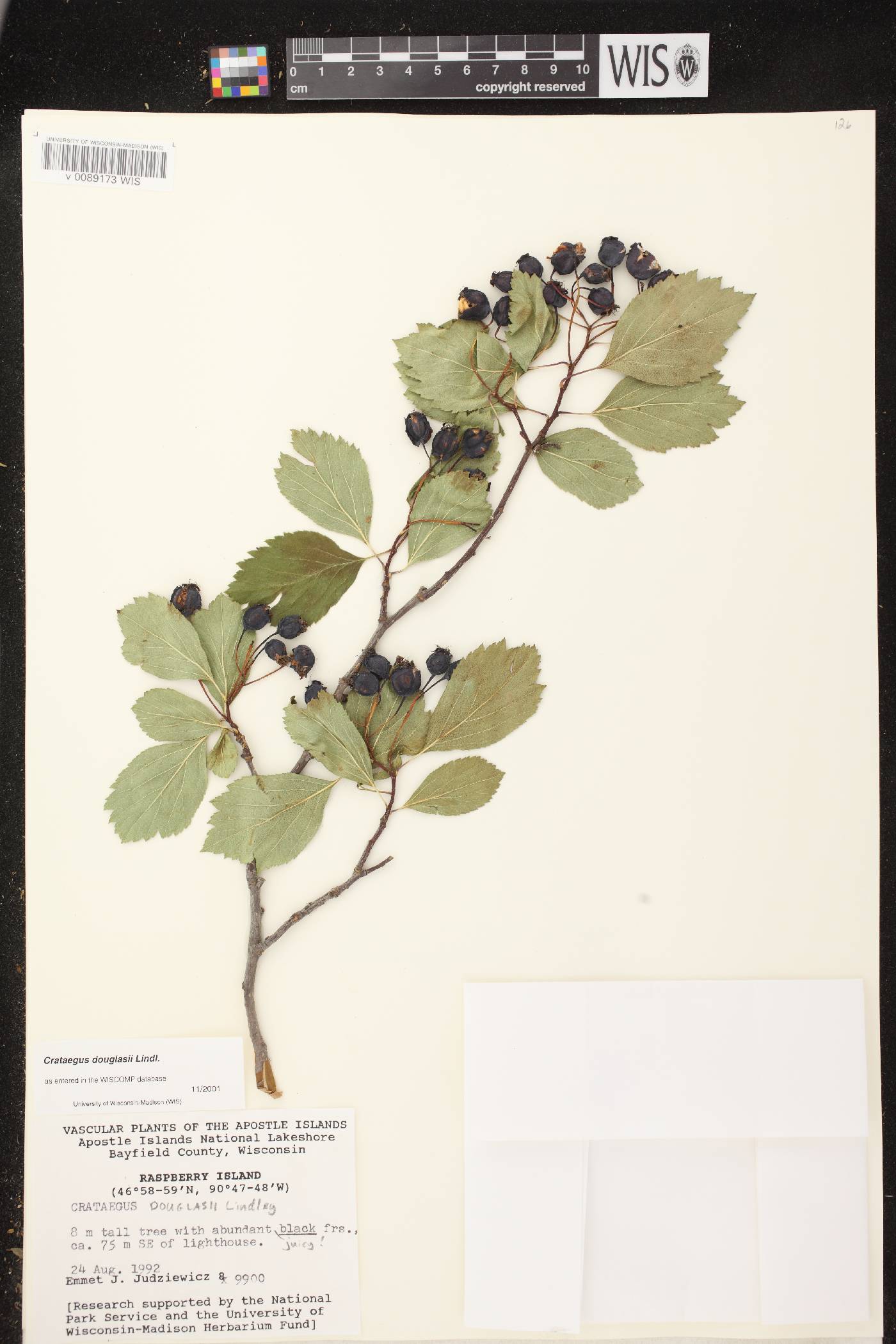 Crataegus douglasii image