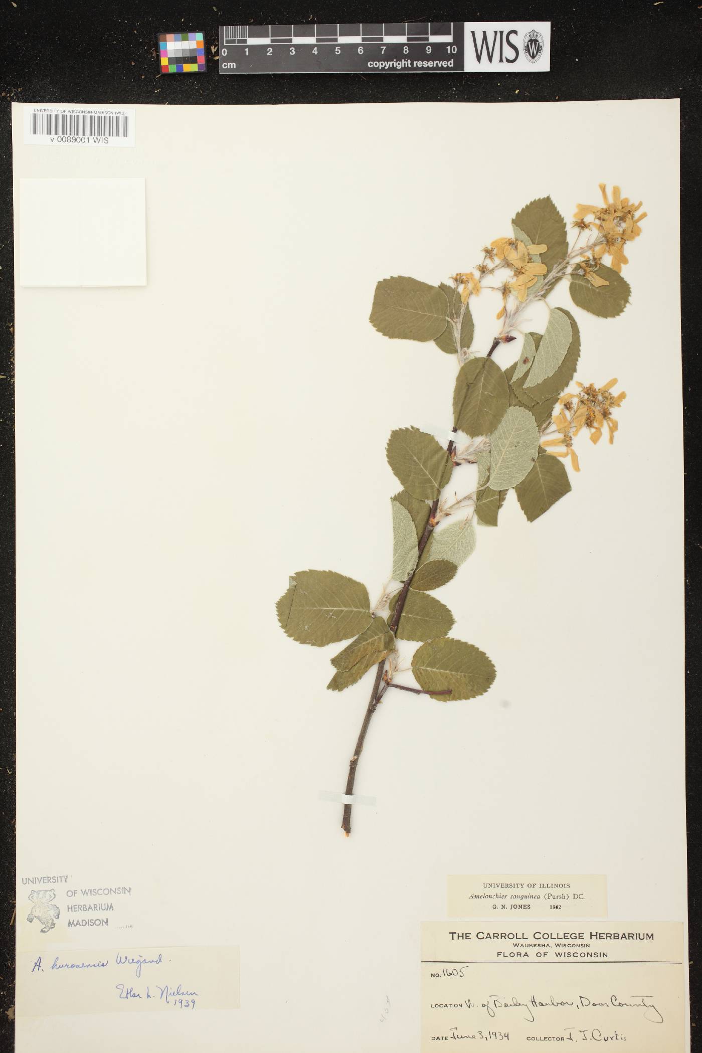 Amelanchier sanguinea image