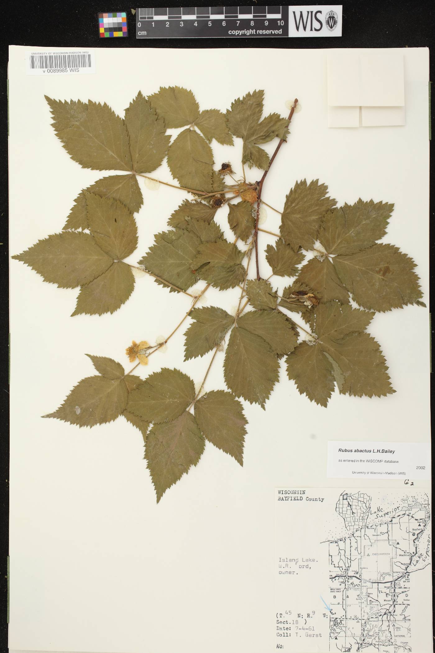 Rubus pensilvanicus image