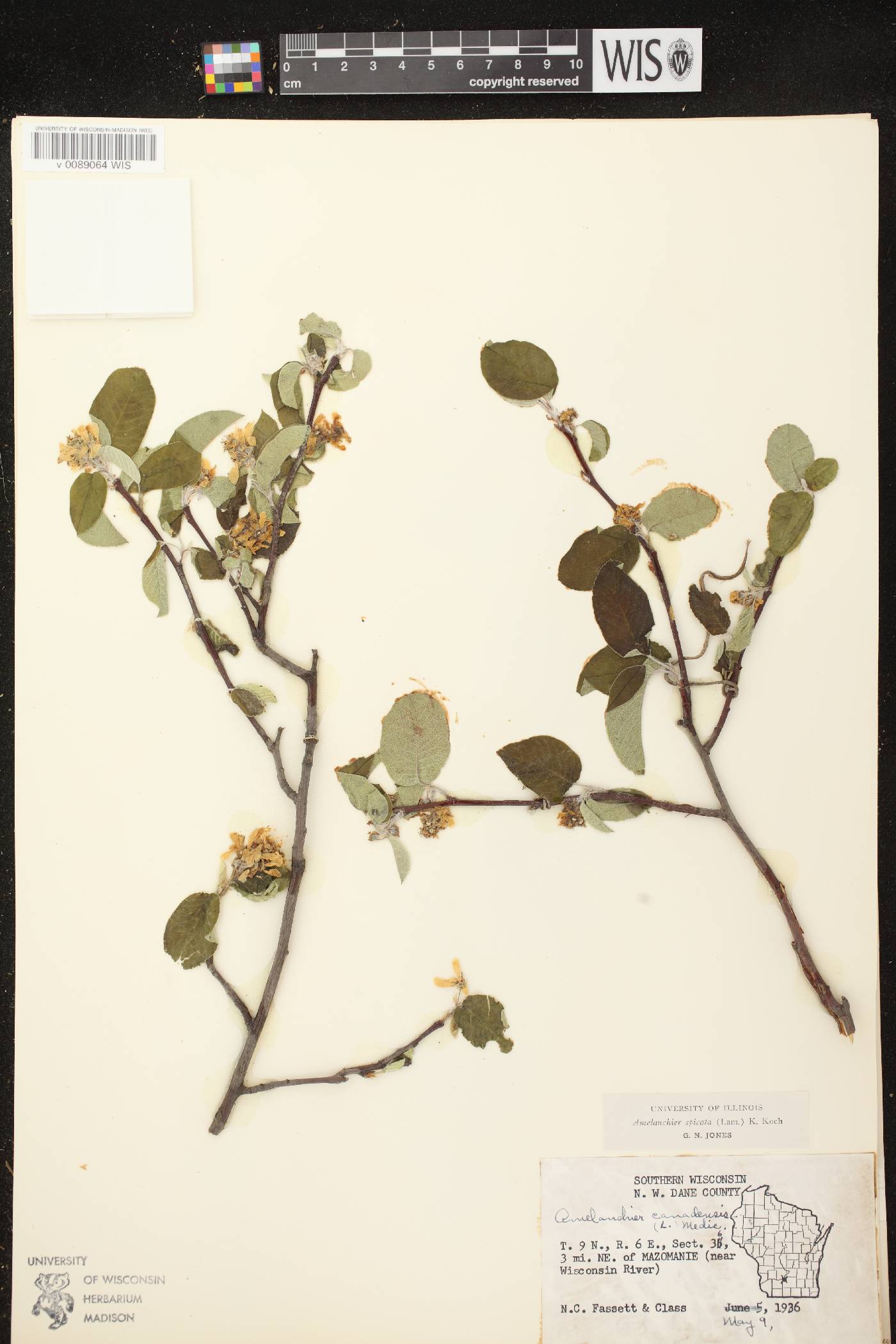 Amelanchier spicata image