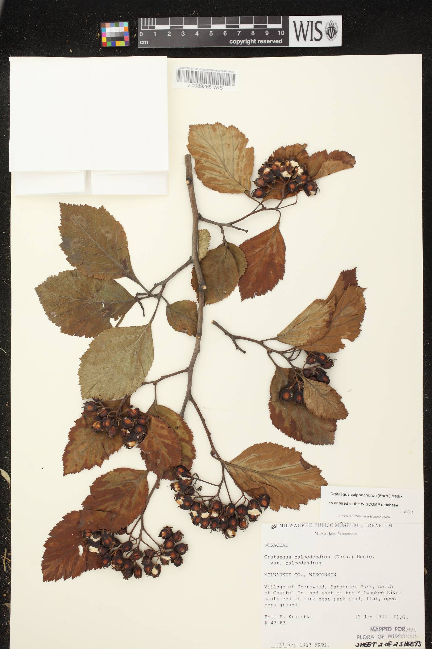 Crataegus calpodendron image