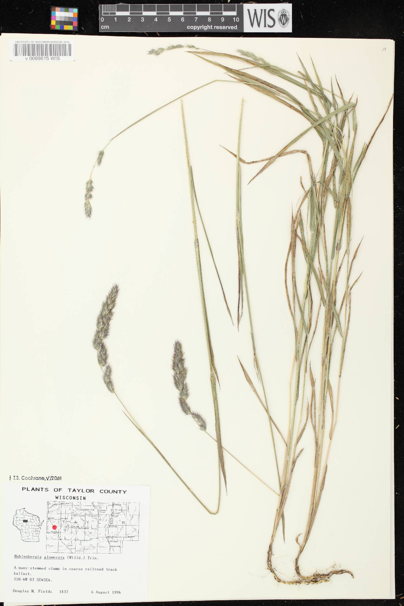 Muhlenbergia glomerata image