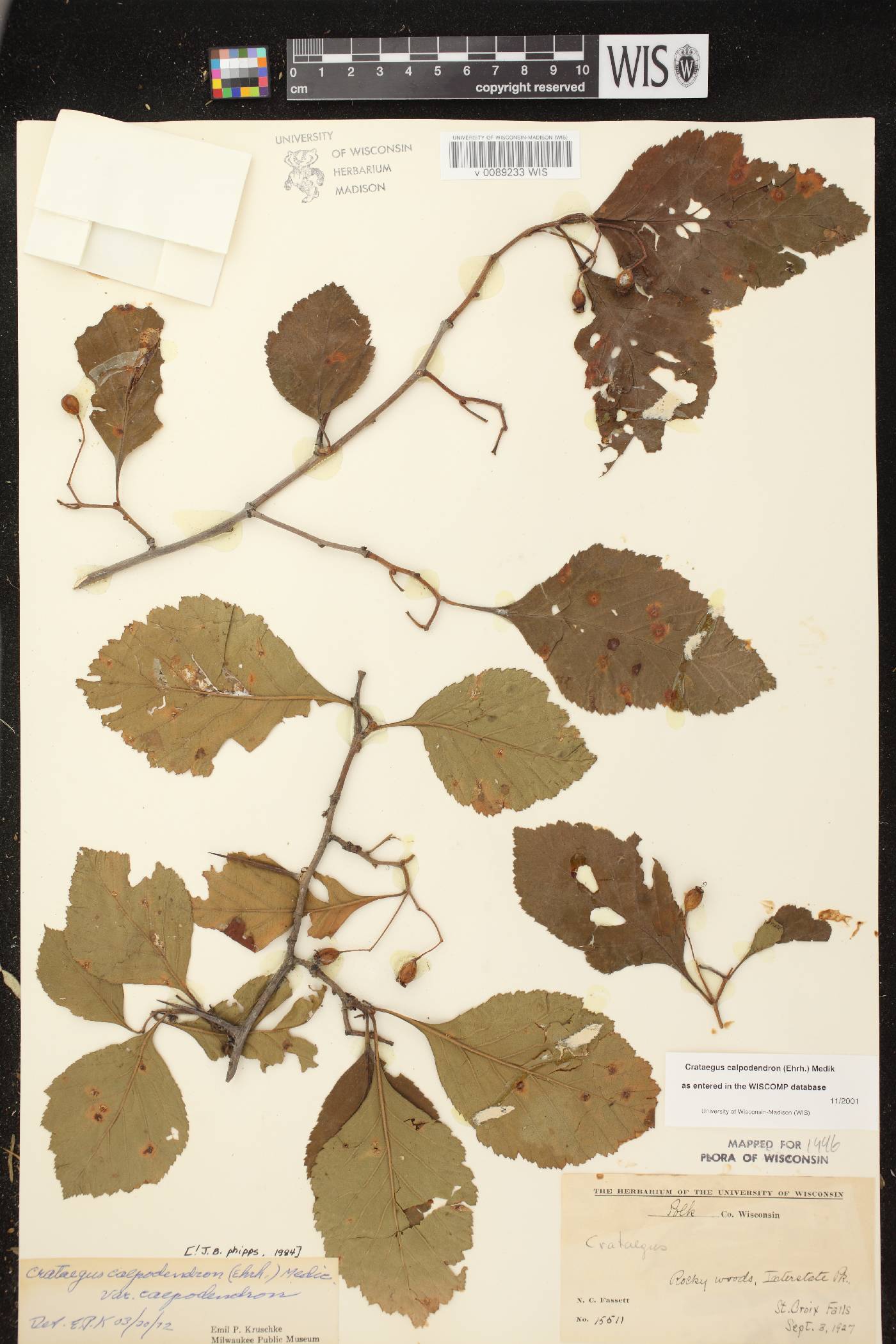 Crataegus calpodendron image