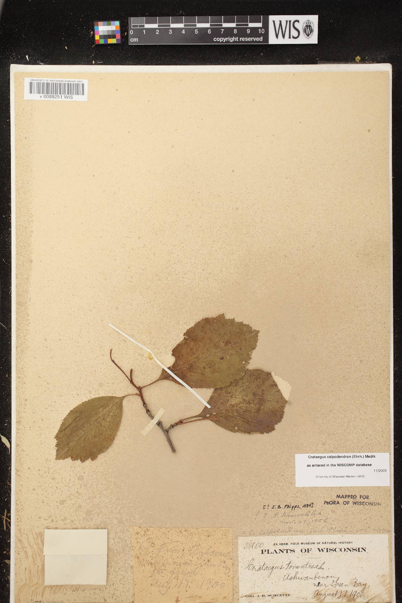 Crataegus calpodendron image