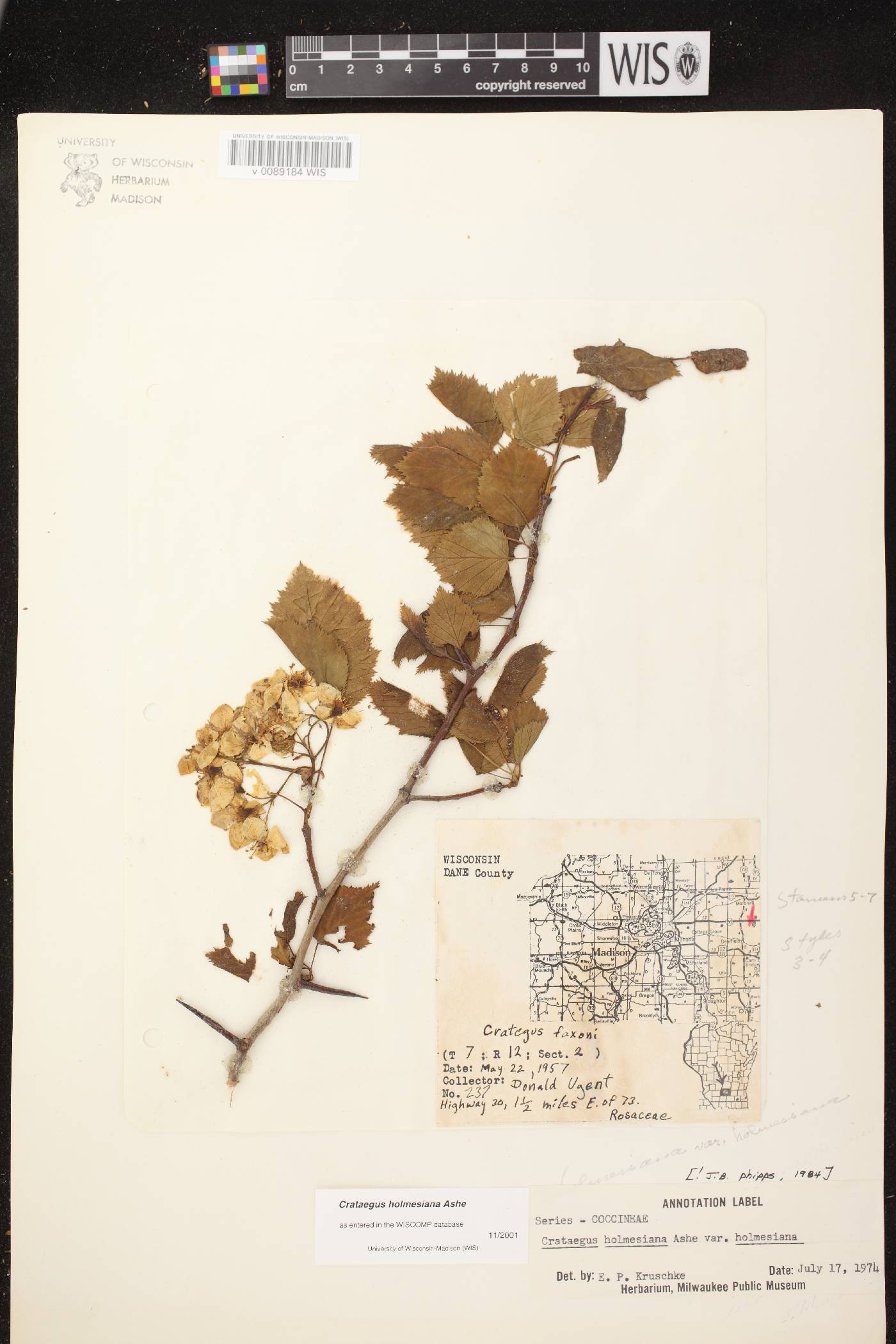 Crataegus holmesiana image
