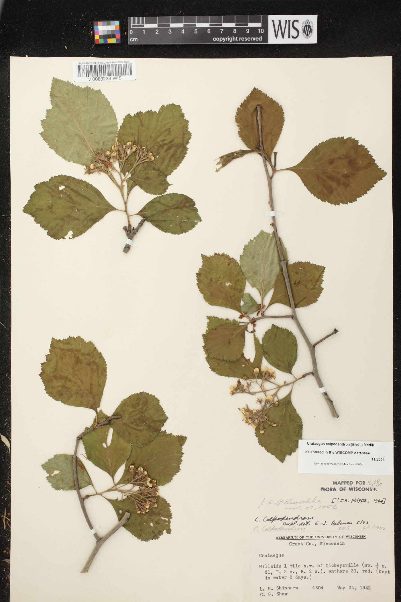 Crataegus calpodendron image