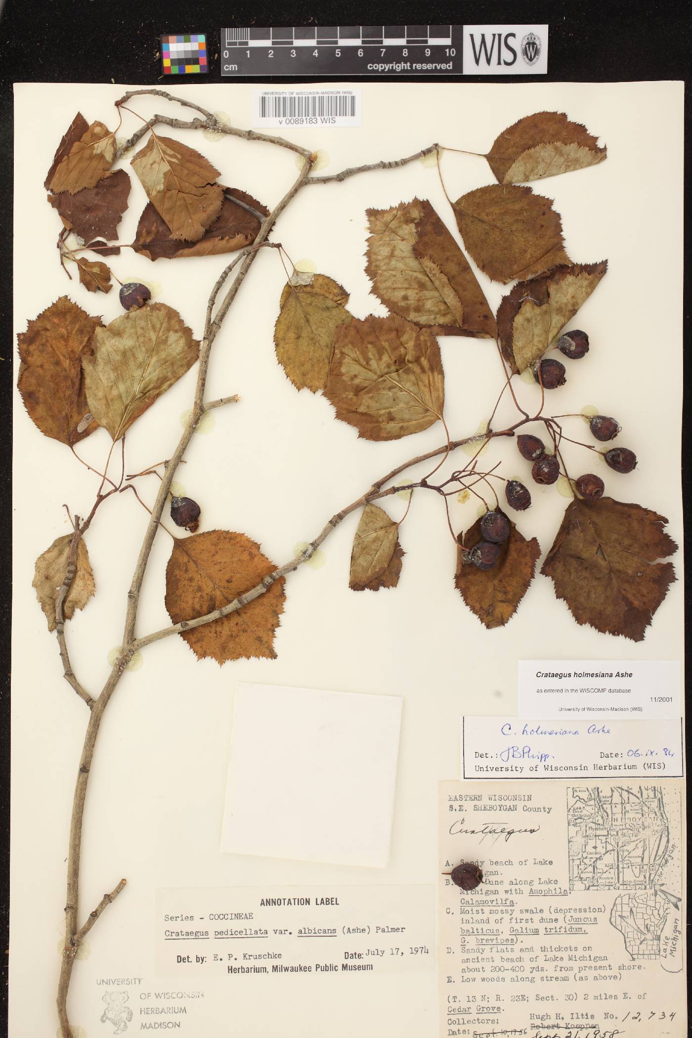 Crataegus holmesiana image