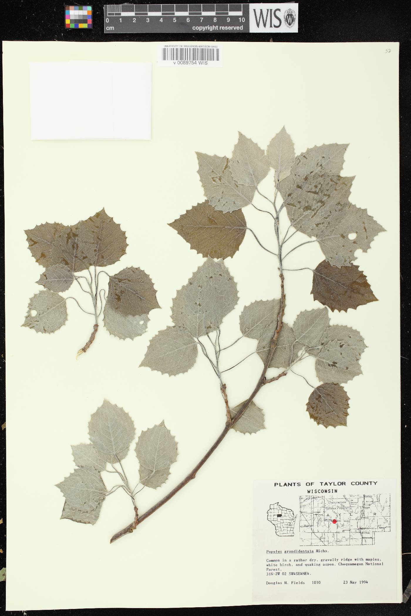 Populus grandidentata image