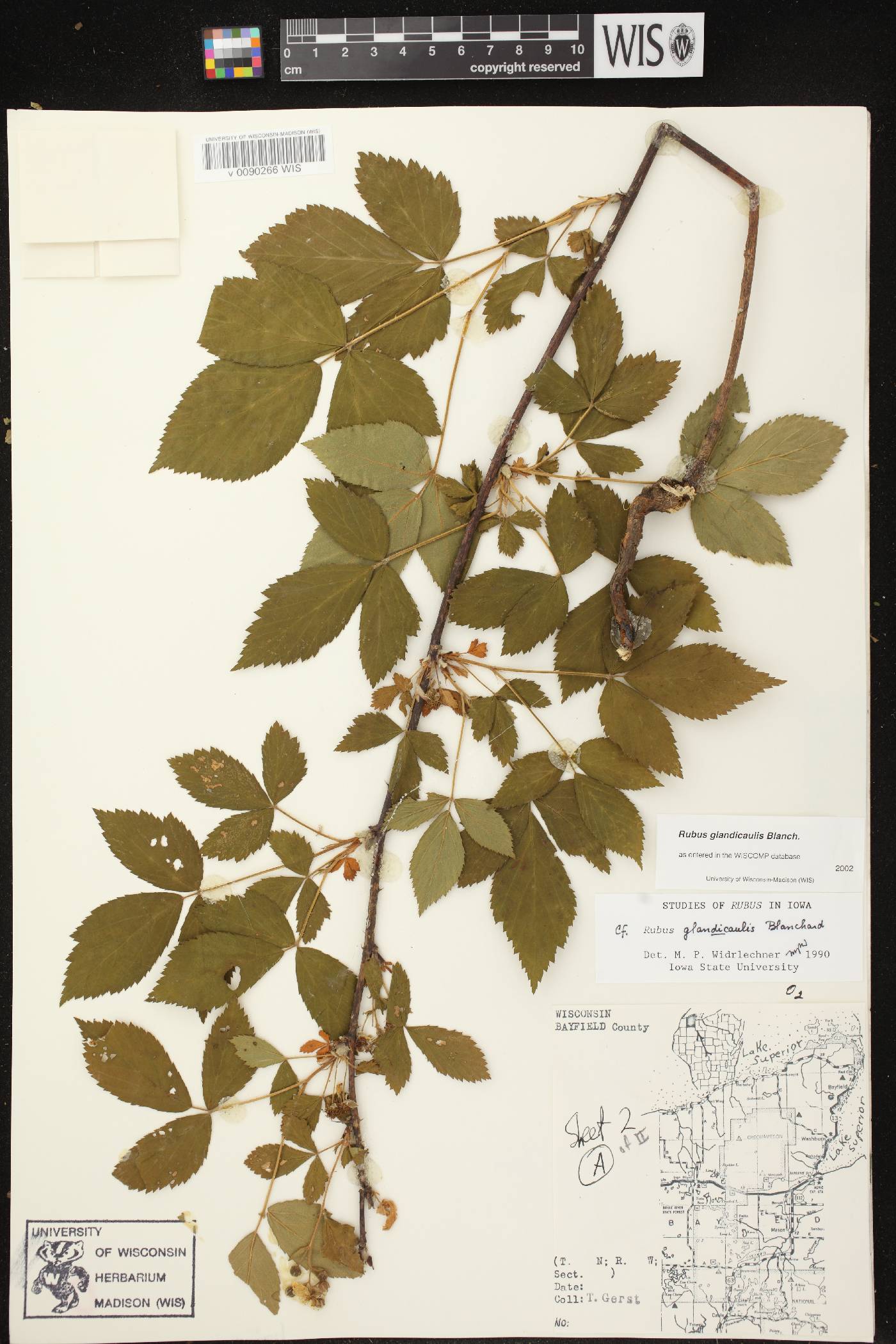 Rubus allegheniensis image