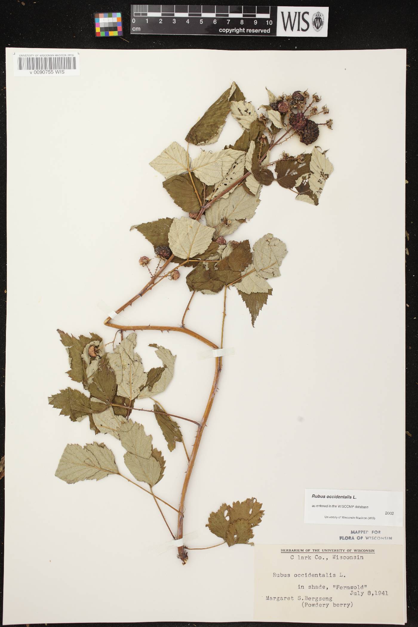 Rubus occidentalis image