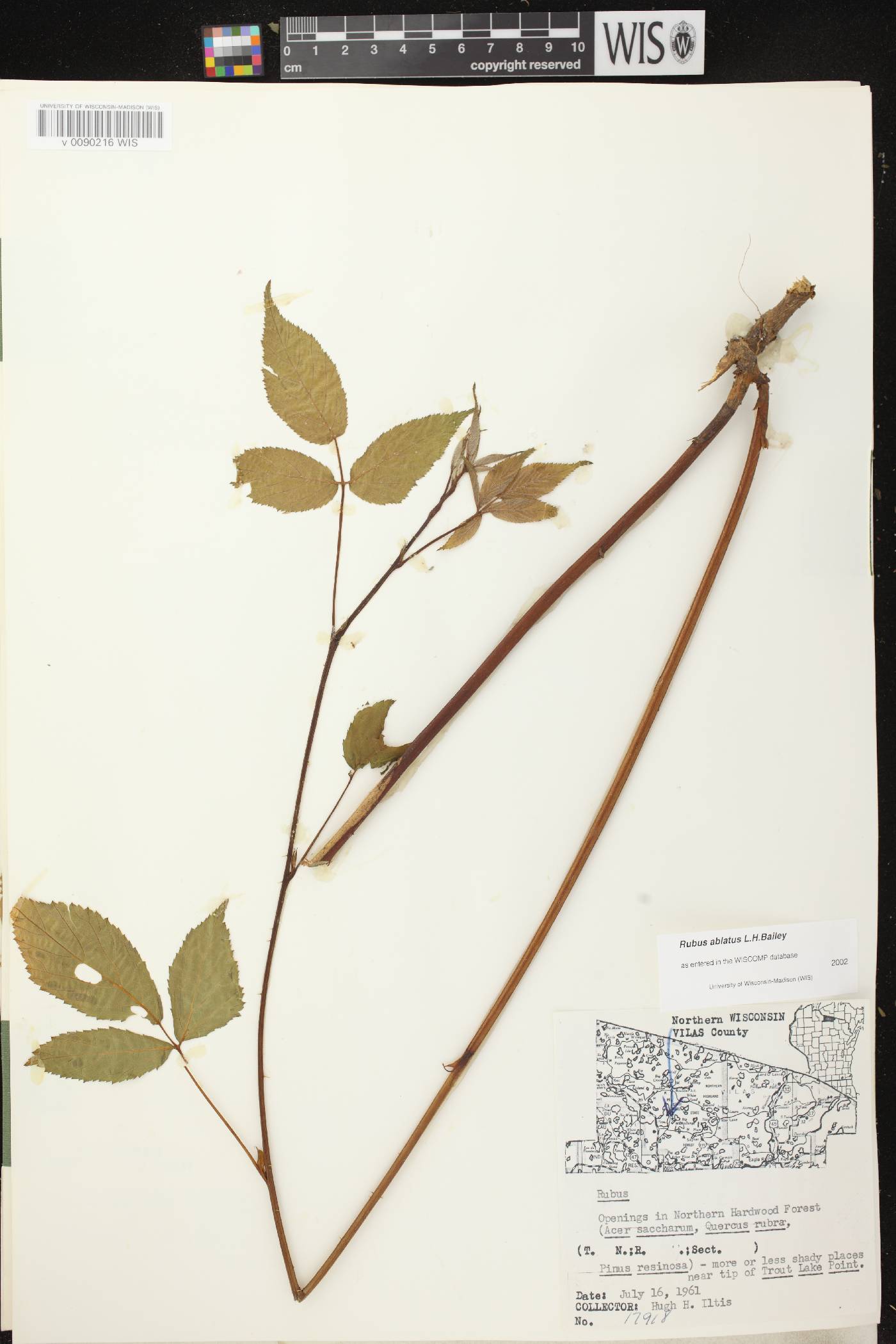 Rubus pensilvanicus image