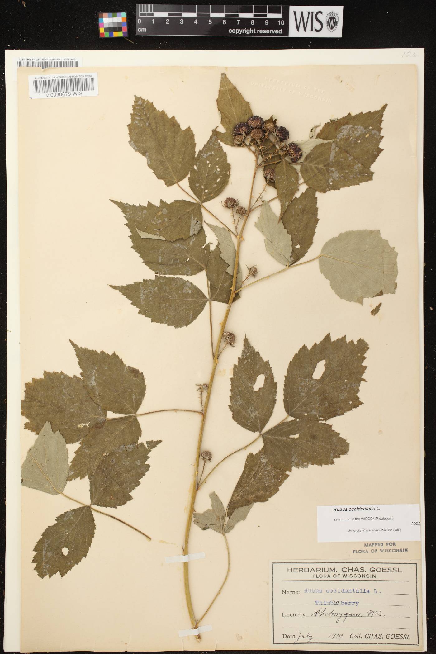 Rubus occidentalis image