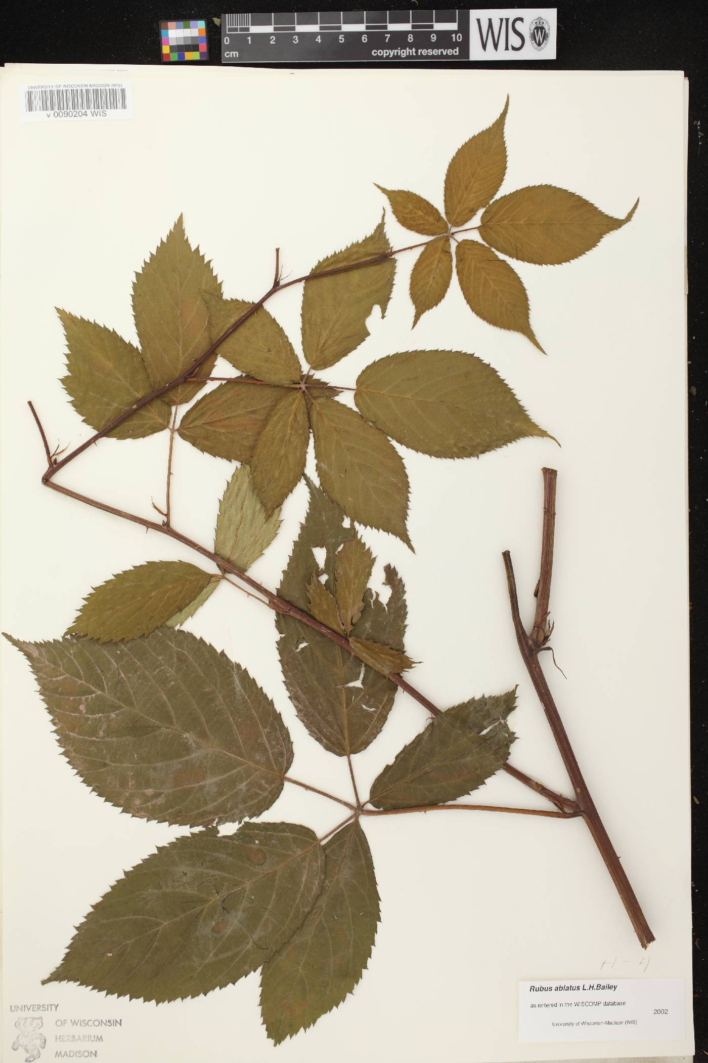 Rubus pensilvanicus image