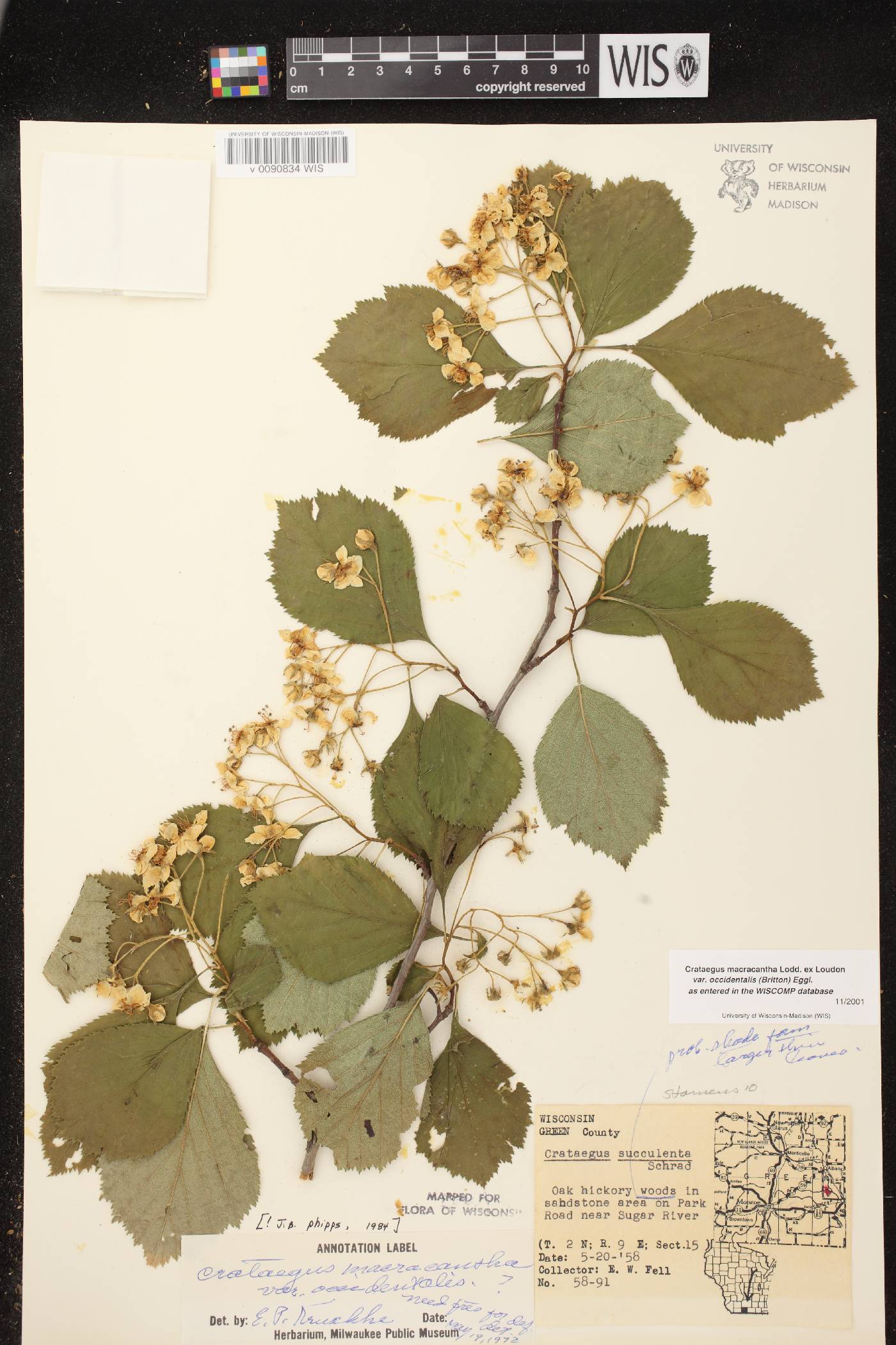 Crataegus macracantha image