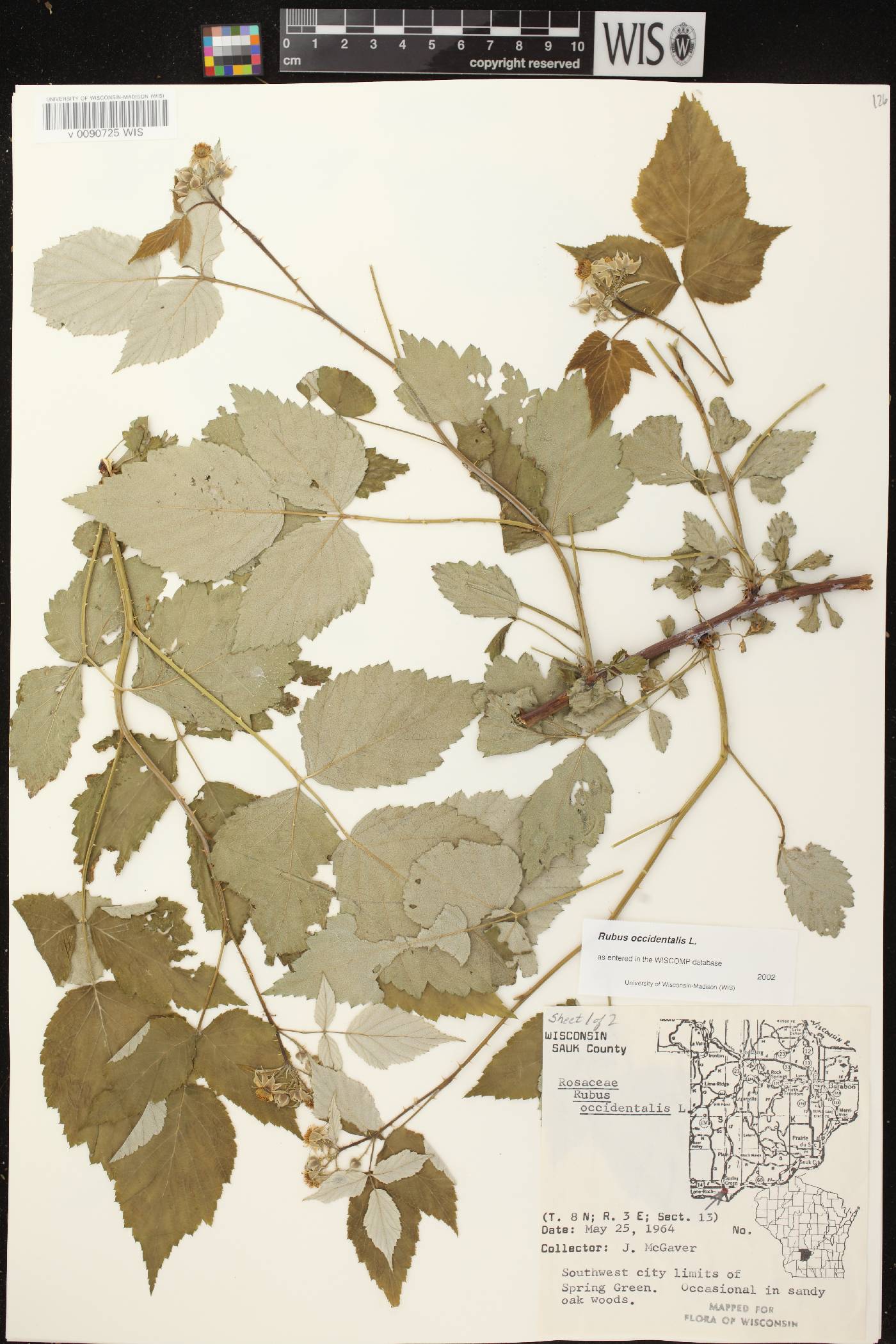 Rubus occidentalis image