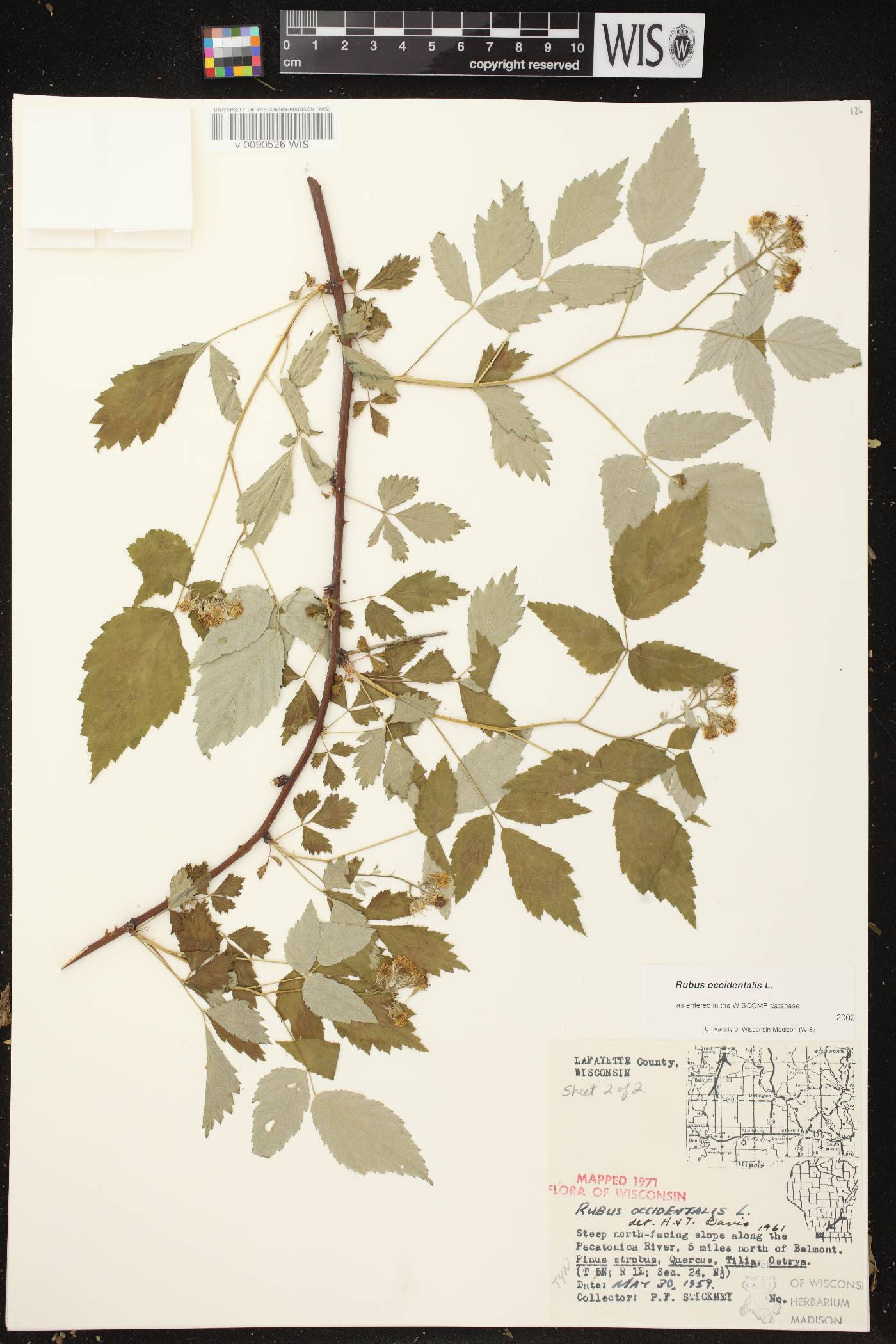 Rubus occidentalis image