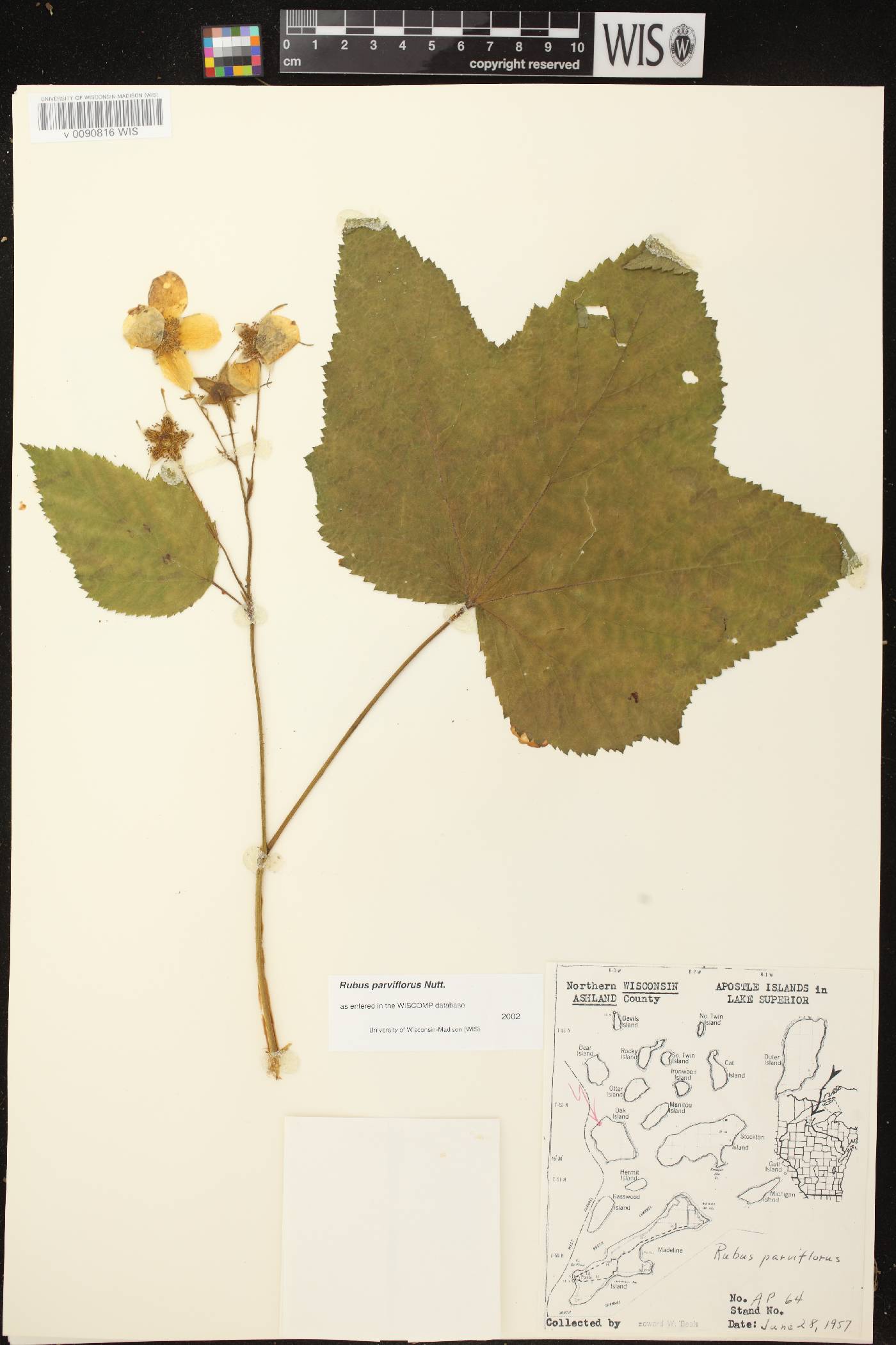 Rubus parviflorus image