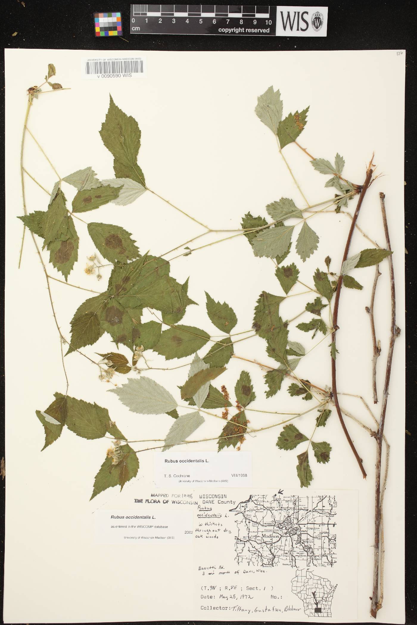 Rubus occidentalis image