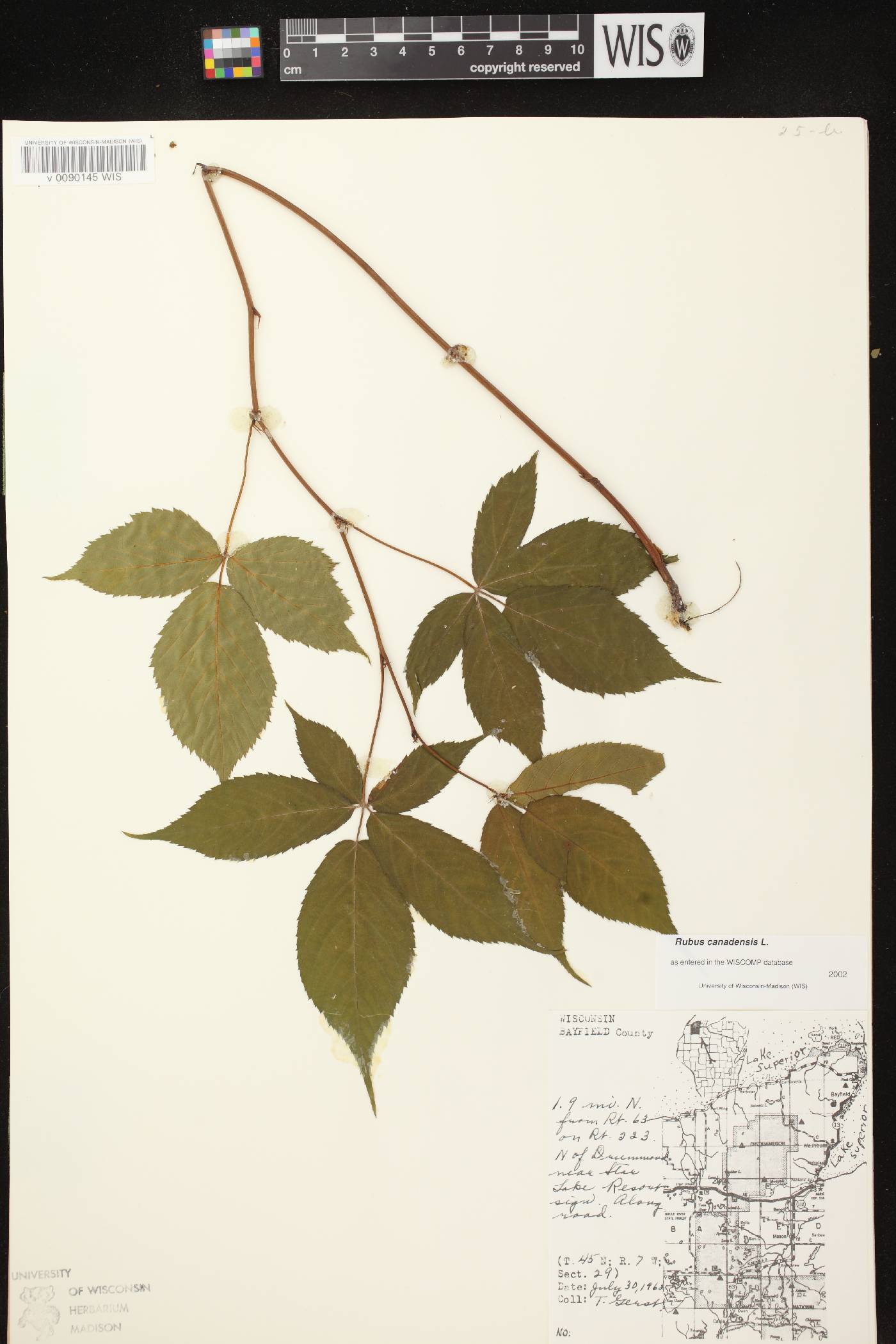 Rubus canadensis image